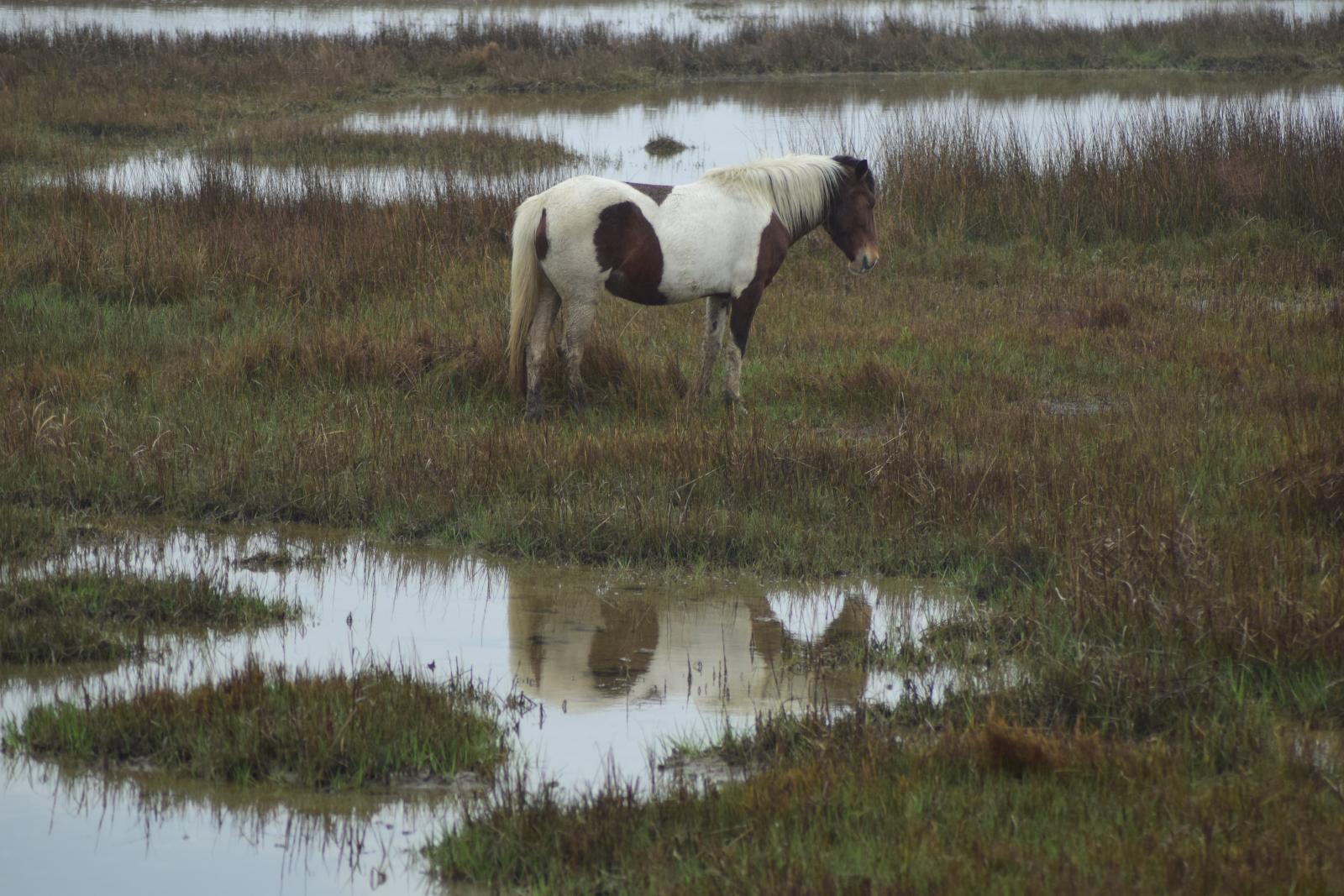 Pony on Assateague Island on an overcast day