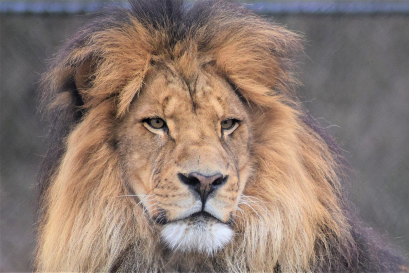 Face of a lion