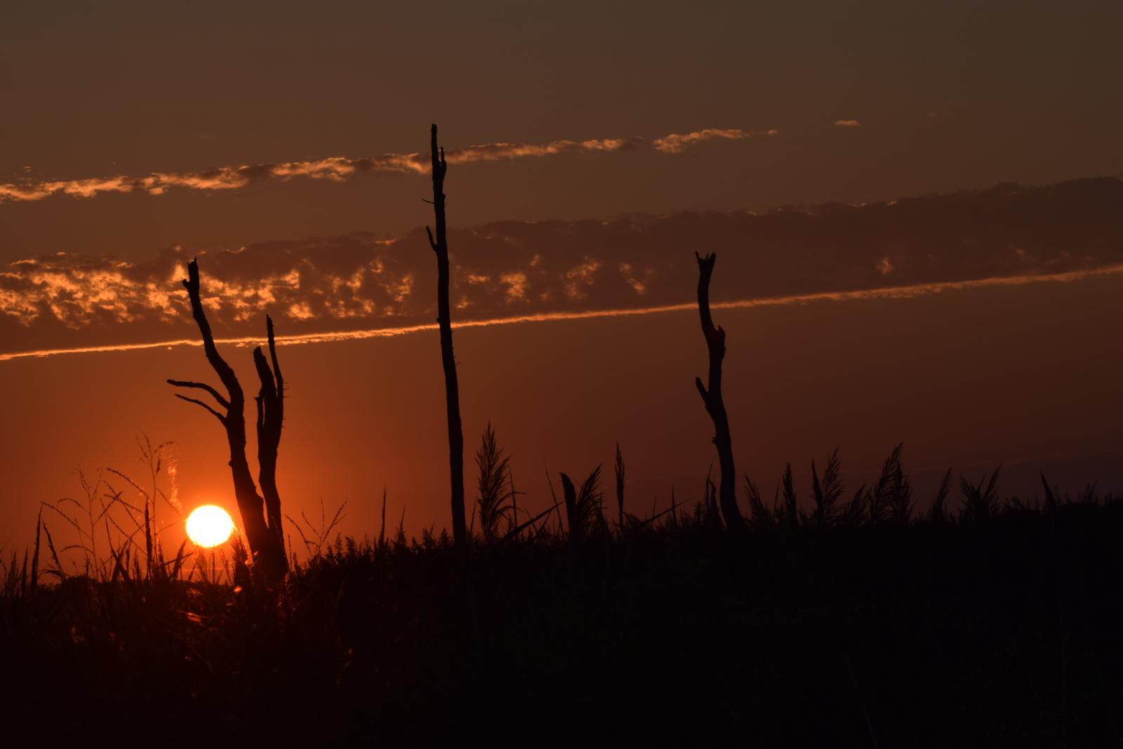 Trees with sunset in the background