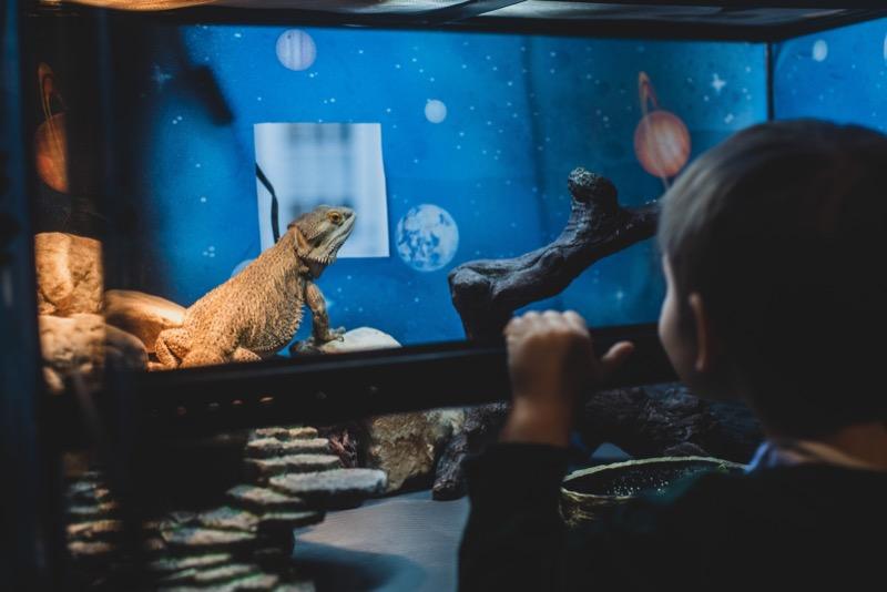 This is Elliot, the Bearded Dragon and his favorite human.

In January 2023, I started my "Unusual Pet Project" of Baltimore series to ward away the winter blues. Animals make me happy and learning about them opens my mind up to a world outside of my own: the world our pets experience. In this project, I'm photographing rare pets and their owners to showcase the incredible and surprising creatures our Baltimore neighbors have behind their front doors. From flying squirrels, to macaws; from ball pythons to veiled chameleons; dwarf hamsters to albino donkeys, I am showing you, through documentary and portrait photography, the menagerie this city holds.