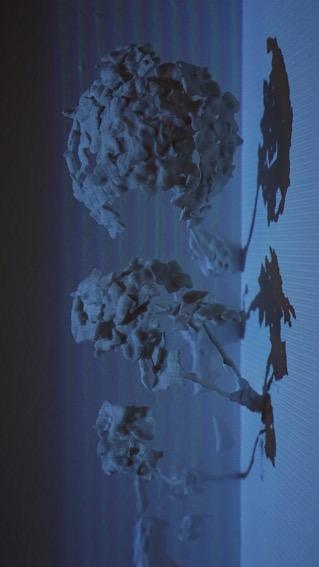 Dream in Blau is inspired by the first flowers of my life, hydrangeas. They appear every memory of my childhood home, for which my father designed and executed the landscaping. For me personally, these blooms are icons that I strongly with the warmth and sun of summer, the calm of childhood, and that specific shade of blue. As I grow older, hydrangeas in the summer feel more like a dream of the past, and something I long for.
To 3D-print these flowers is to bring them back to reality by my own design. Projecting the digital blue to cover them is to paint them in the color of my memory. On the white wall the hydrangeas sit as a quiet moment; a dream in blue. 