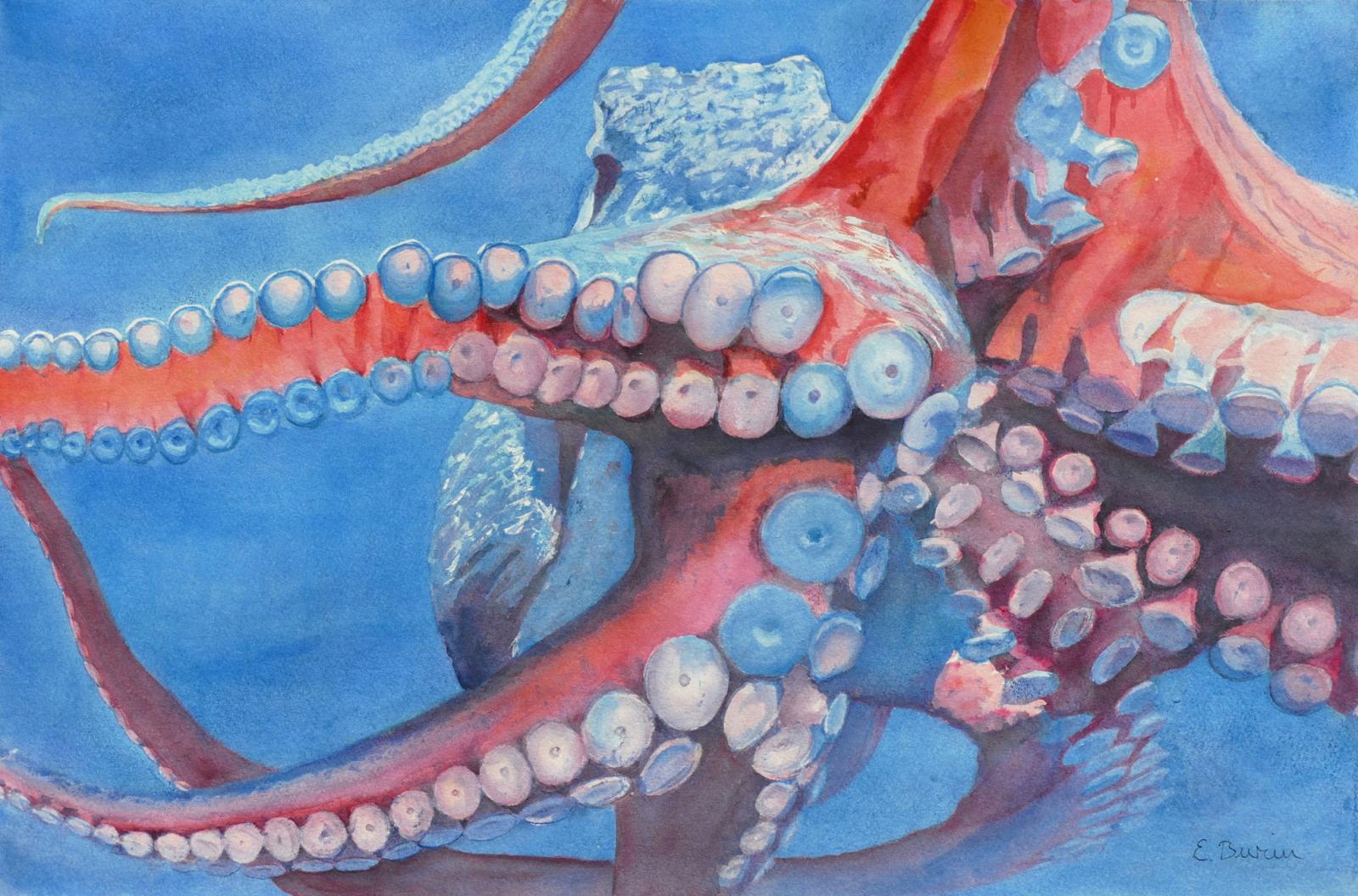 Watercolor painting of giant Pacific octopus