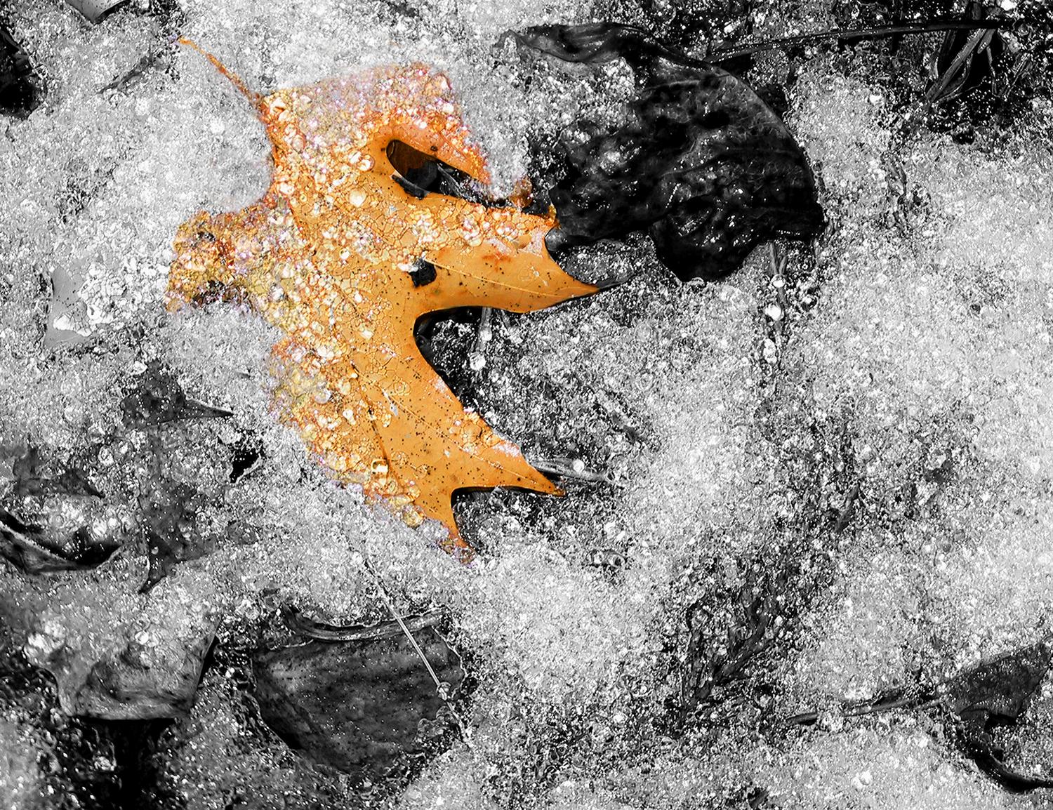 Digital Capture of a leaf frozen on my path