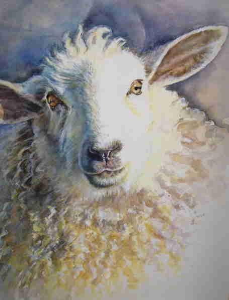 Watercolor of my Border Leicester sheep "Ester". Notecards available.