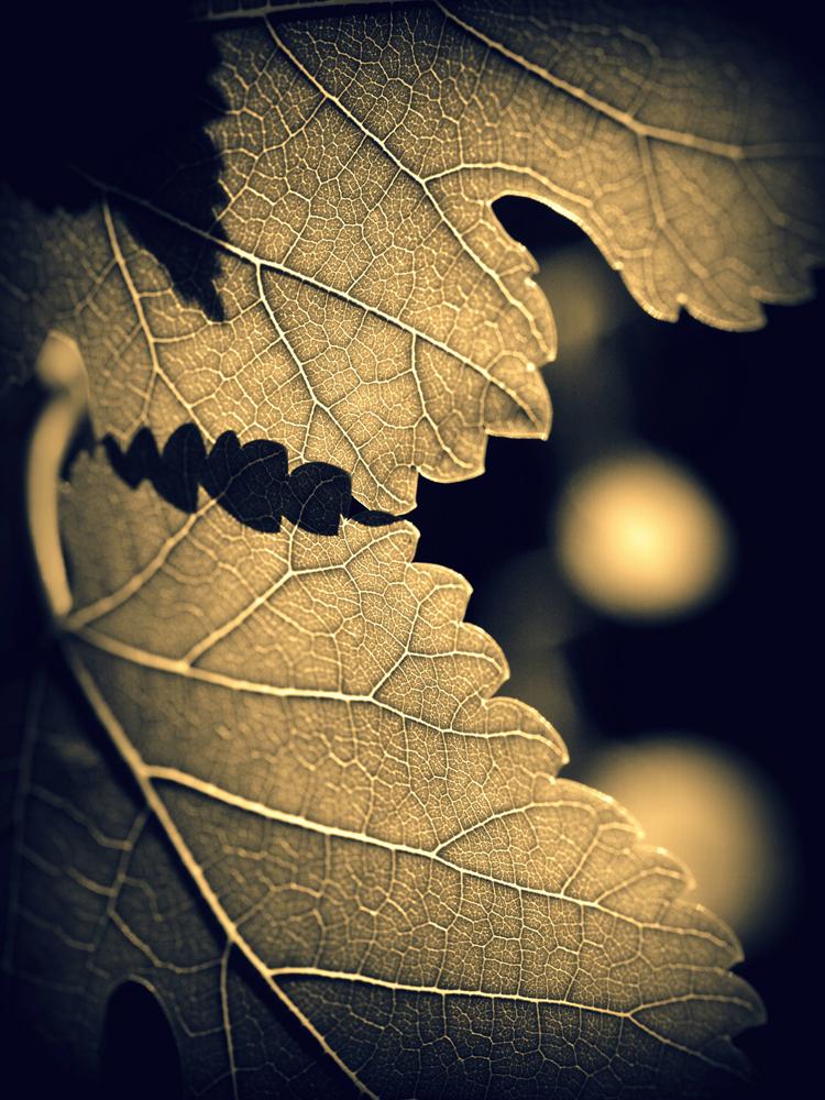 Split tone photograph