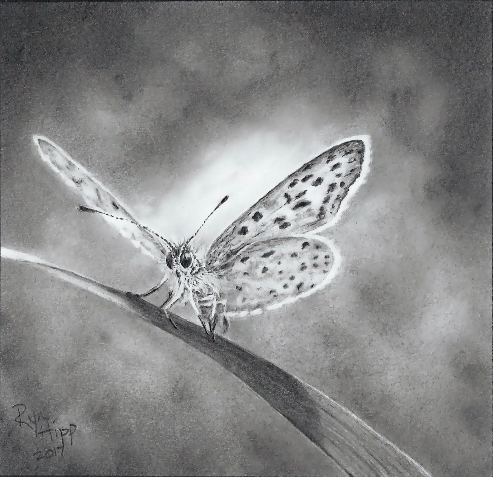 Through my artwork, I seek to express the grace and reality of our earthly existence. While working in a realistic style allows me to highlight the raw and factual nature of my chosen subjects, my compositional choices bring focus to the delicate and charming qualities of the smallest, least alluring, or seemingly insignificant members of our planet. I aim to spark my viewers’ sense of fascination and inspire a humbled perspective through the realization of how intentionally complex our world is.