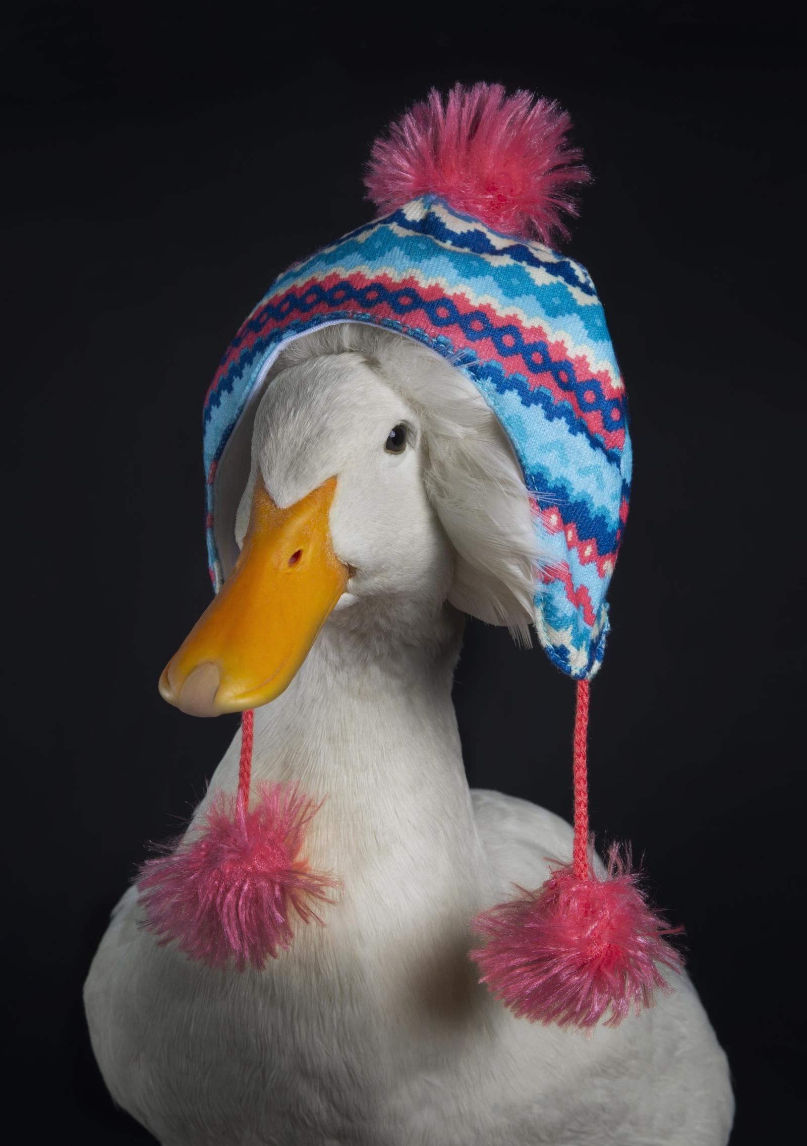 Peking Crested Duck, Gertrude, wearing a colorful winter hat with poms. 
