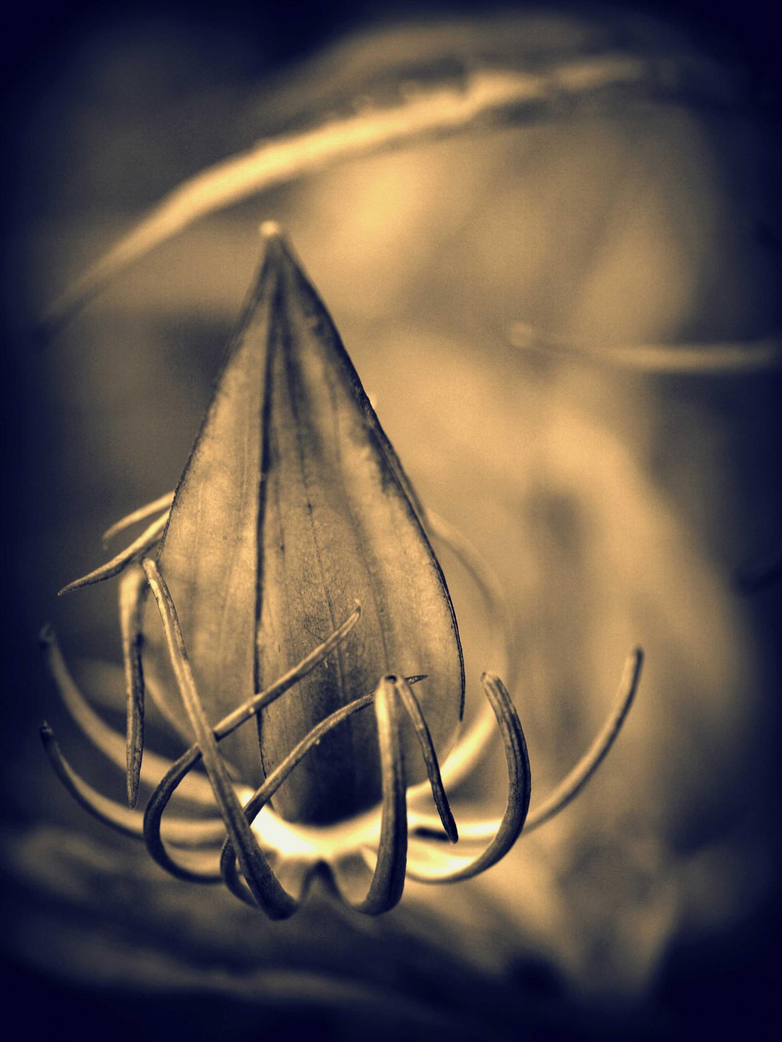 Split tone photograph