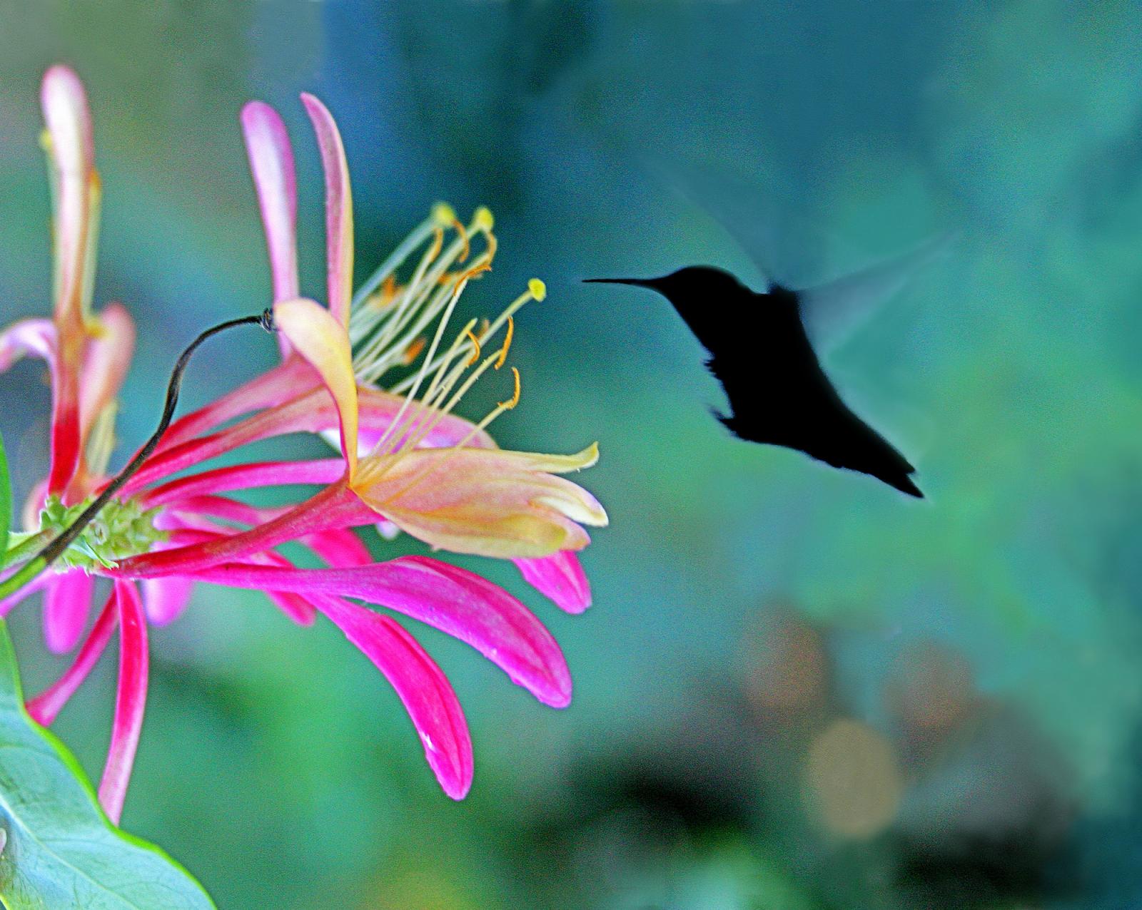 Digital Capture of flower and ;ater of hummingbird and then combined.