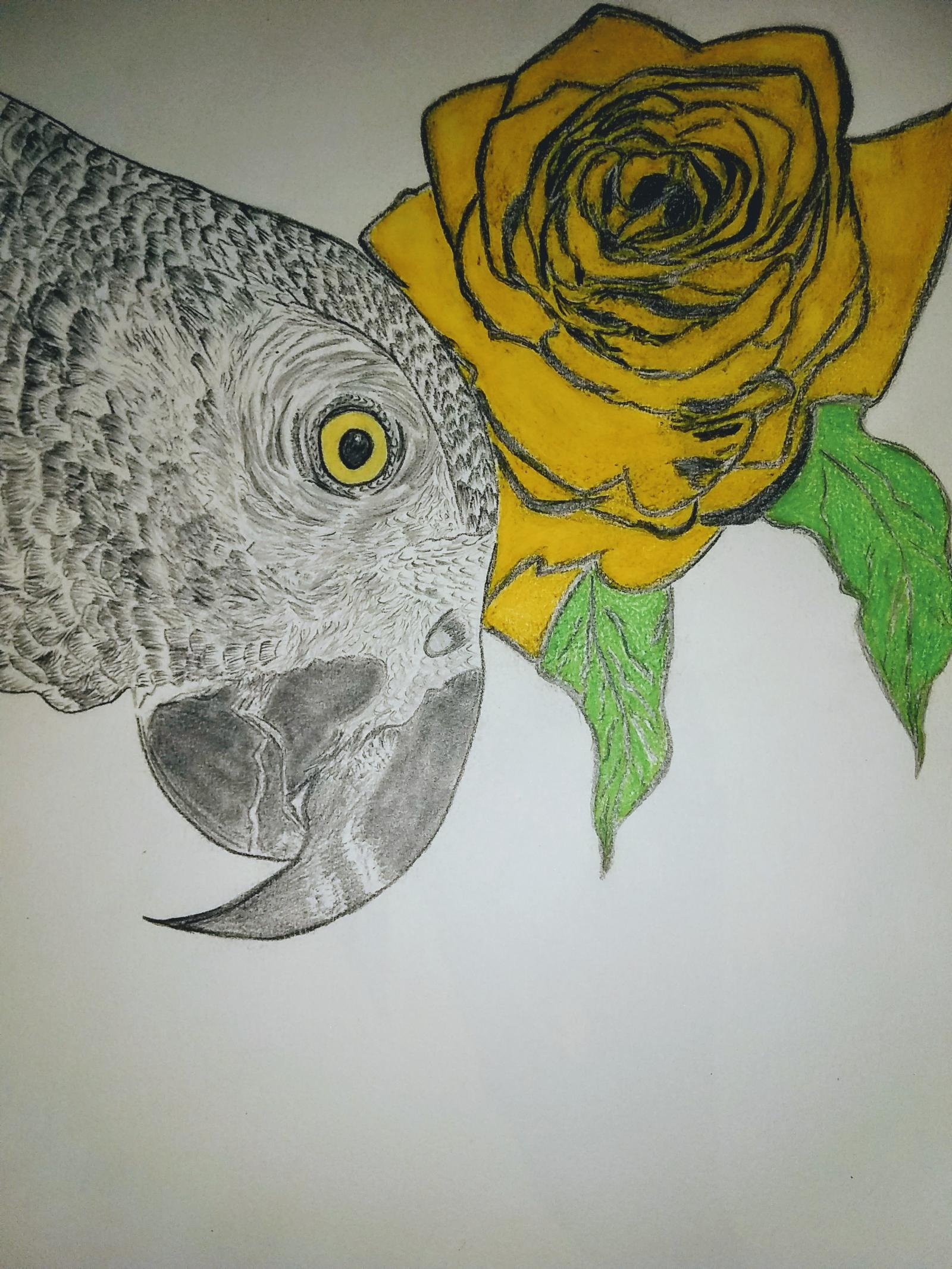 Drawing of a bird with a yellow rose done with pencil and water colored pencils.