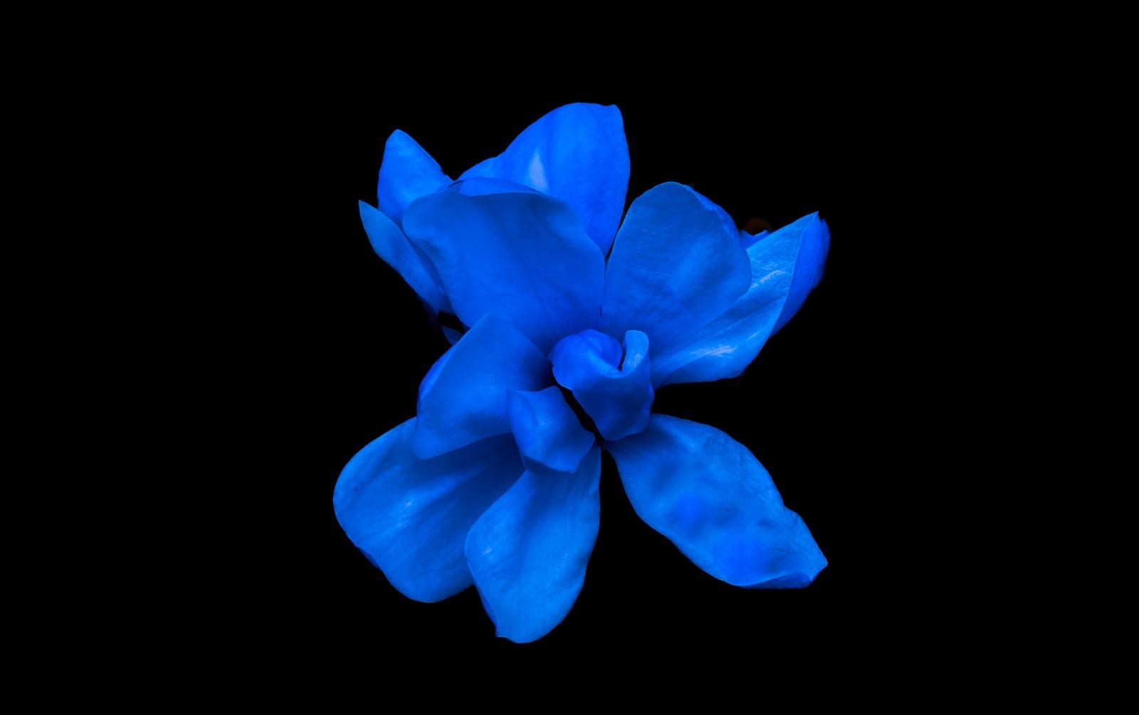 This piece is an edited flower