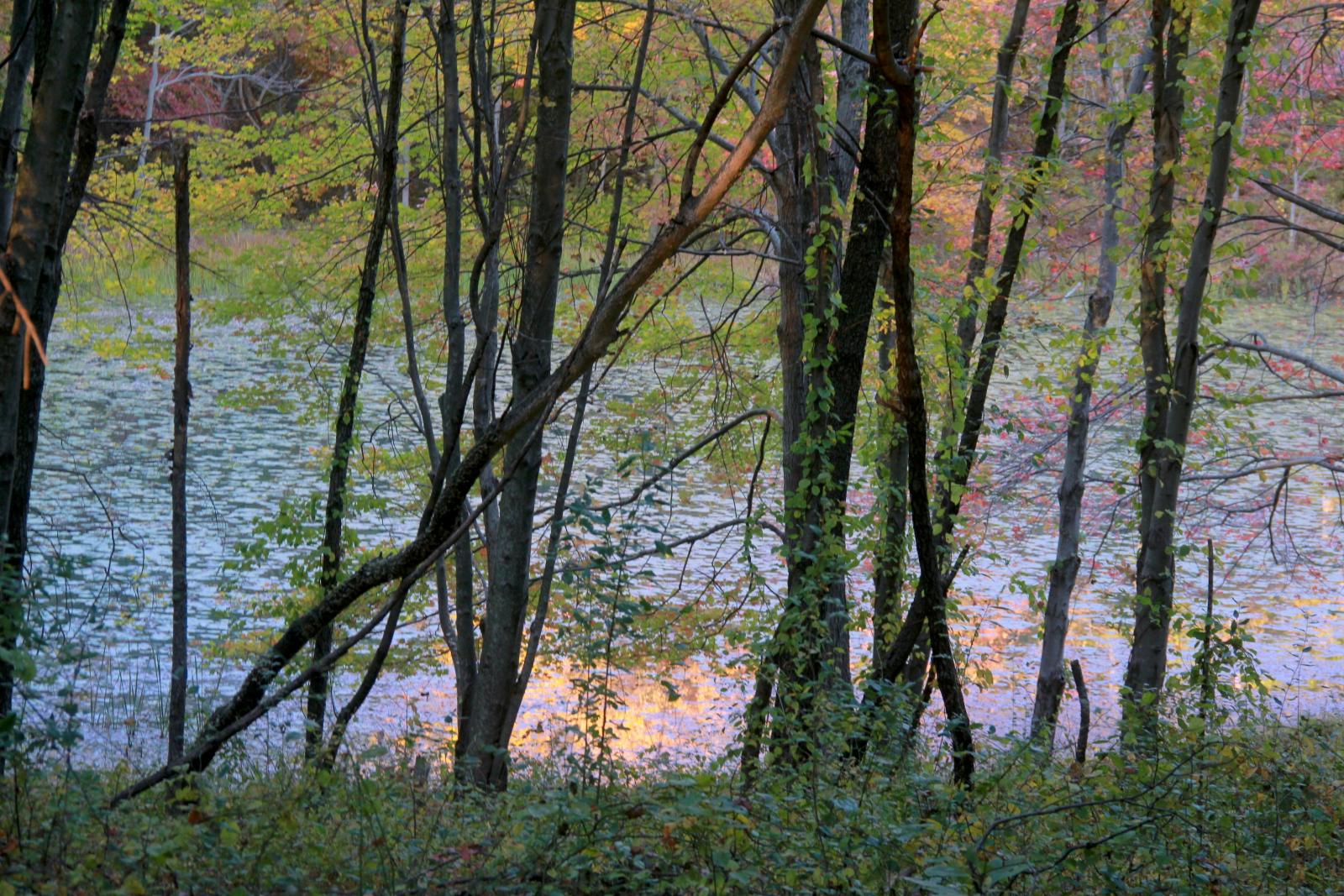 piney run park / lily pads / sundown