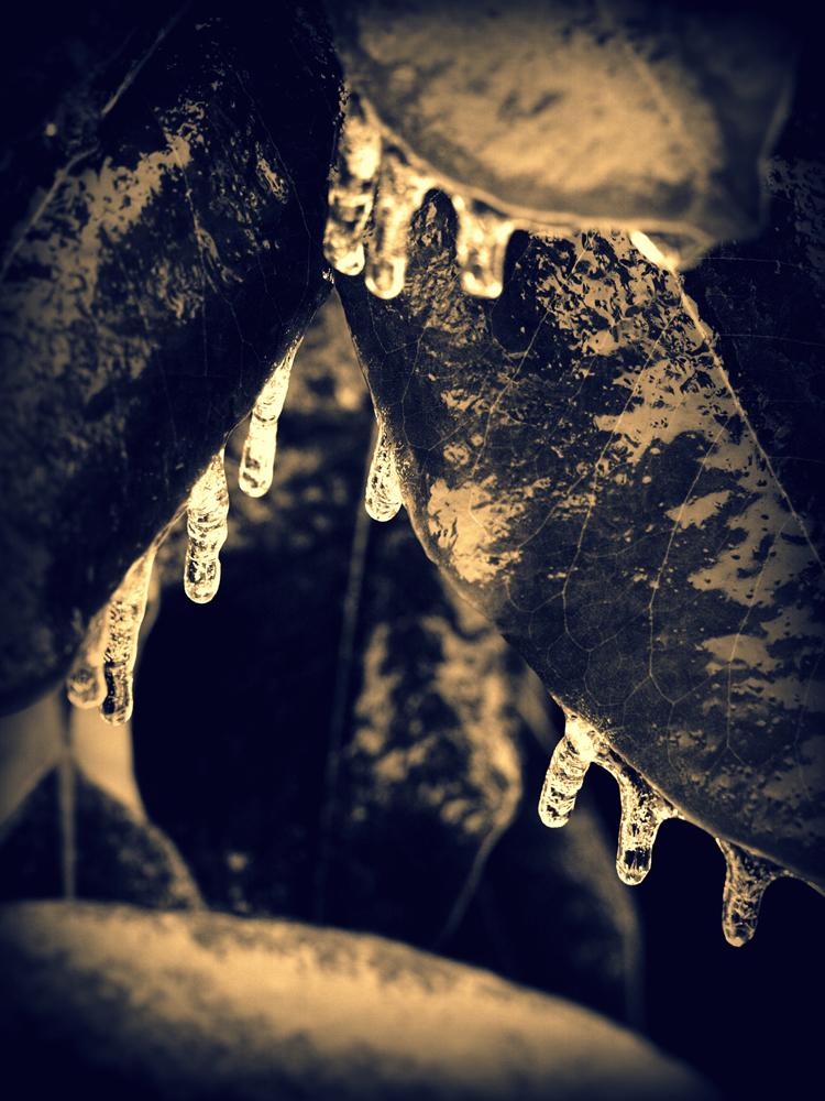 Split tone photograph