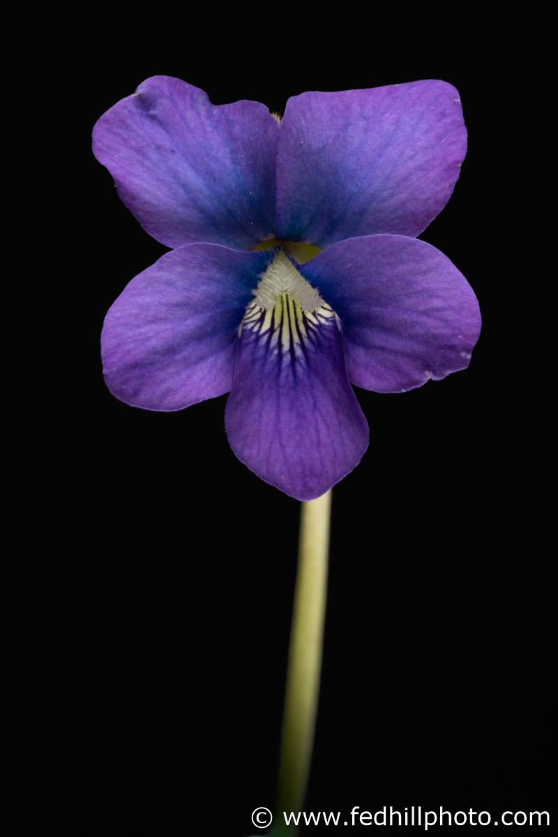 Price varies with size and printing medium. See here for price info: https://fedhillphoto.com/msp39