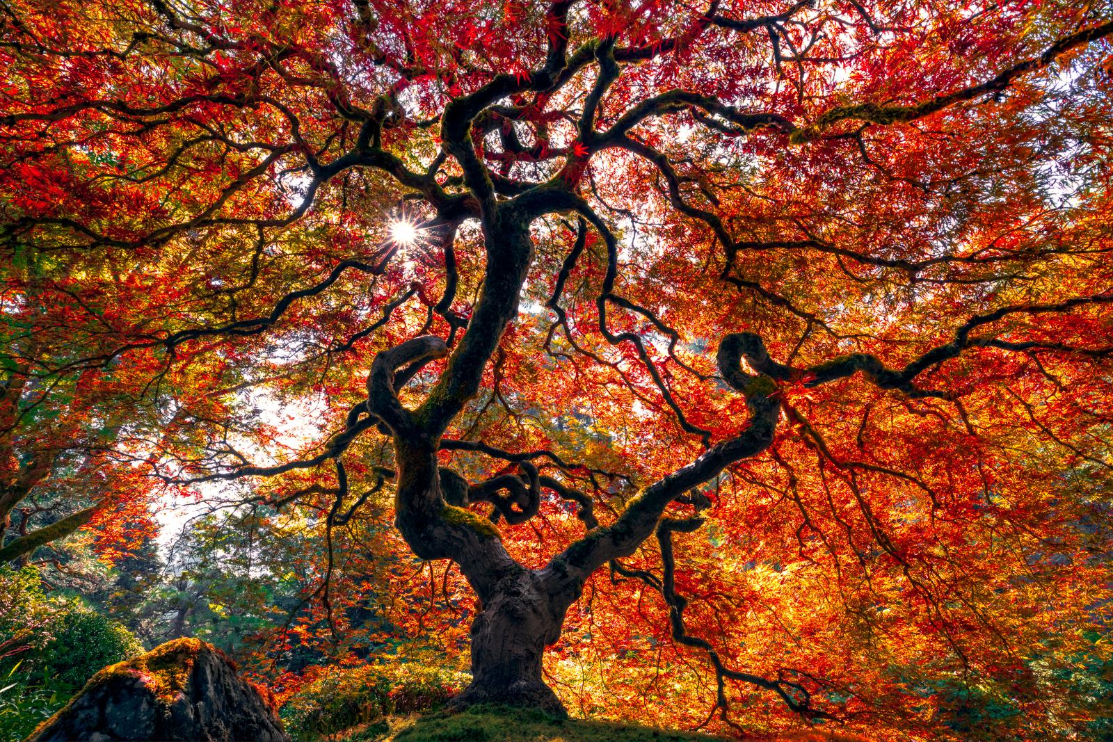 When the temperatures drop and the October crisp air takes hold within the Portland area, the most famous Japanese Maple, in perhaps the entire US, takes center stage. Its shapely leaves morph into a dome of gorgeous autumn colors, as its dark branches, covered in vibrant green moss, twist in every direction possible, creating an almost unimaginable contrast of colors, curves and and lines.