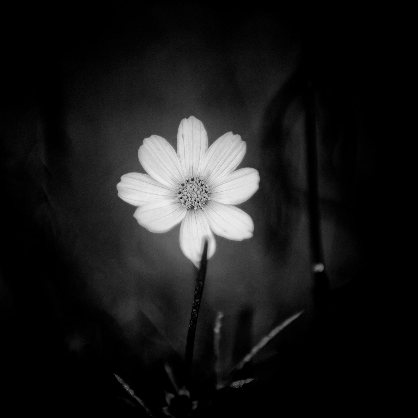In shades of contrast,
Petals dance in ebony,
Silent elegance.