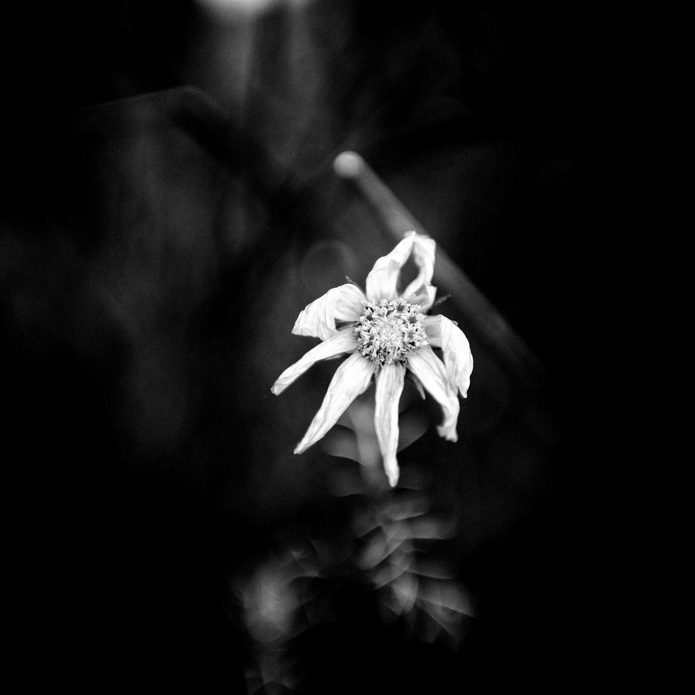 In shades of contrast,
Petals dance in ebony,
Silent elegance.