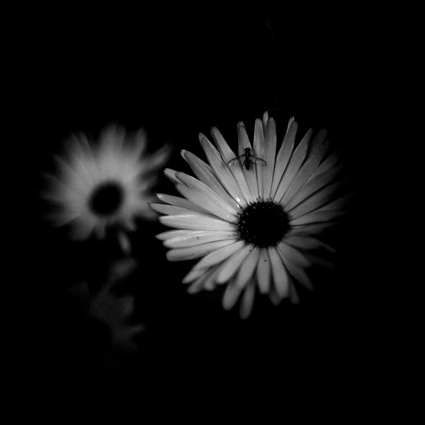 In shades of contrast,
Petals dance in ebony,
Silent elegance.