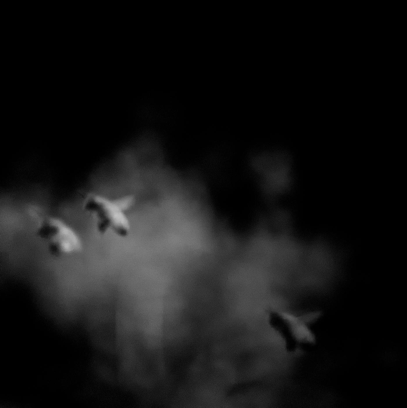 In this captivating square photograph, the monochromatic realm comes alive as the bees gracefully traverse the ethereal atmosphere. The timeless contrast of black and white reveals a mesmerizing dance between these delicate creatures suspended in flight. The inky tones and pristine whites lend a striking elegance to the composition, accentuating the bees' intricate forms and the delicate transparency of their wings. Each minuscule detail, from the velvety texture of their bodies to the delicate filaments of their antennae, is etched with breathtaking precision. Amidst the absence of color, the viewer is transported to a realm where the essence of motion is frozen in time, as if the very air itself is transformed into a still canvas. Through this stunning work of art, the photographer captures the fleeting beauty and ethereal grace of nature, inviting us to marvel at the hidden wonders that often go unnoticed in our bustling world.