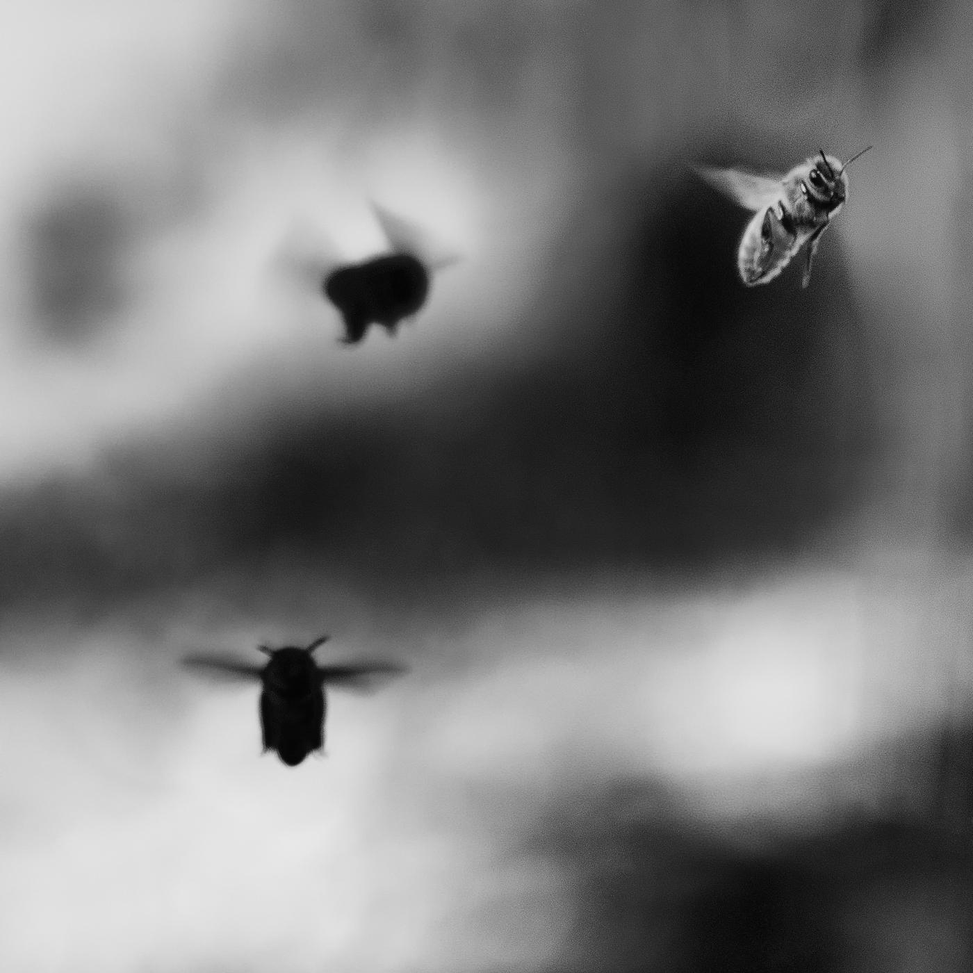 In this captivating square photograph, the monochromatic realm comes alive as the bees gracefully traverse the ethereal atmosphere. The timeless contrast of black and white reveals a mesmerizing dance between these delicate creatures suspended in flight. The inky tones and pristine whites lend a striking elegance to the composition, accentuating the bees' intricate forms and the delicate transparency of their wings. Each minuscule detail, from the velvety texture of their bodies to the delicate filaments of their antennae, is etched with breathtaking precision. Amidst the absence of color, the viewer is transported to a realm where the essence of motion is frozen in time, as if the very air itself is transformed into a still canvas. Through this stunning work of art, the photographer captures the fleeting beauty and ethereal grace of nature, inviting us to marvel at the hidden wonders that often go unnoticed in our bustling world.