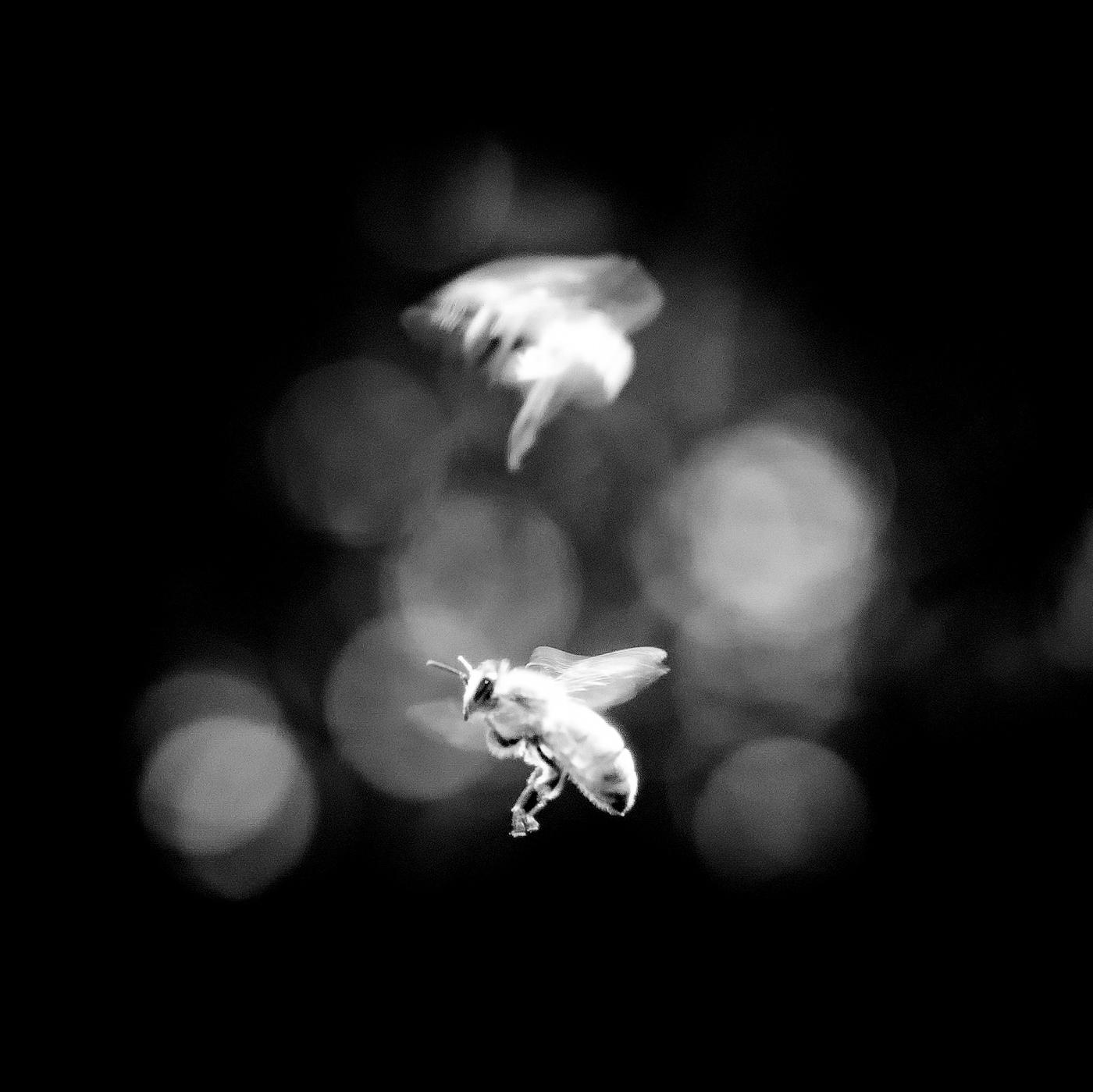 In this captivating square photograph, the monochromatic realm comes alive as the bees gracefully traverse the ethereal atmosphere. The timeless contrast of black and white reveals a mesmerizing dance between these delicate creatures suspended in flight. The inky tones and pristine whites lend a striking elegance to the composition, accentuating the bees' intricate forms and the delicate transparency of their wings. Each minuscule detail, from the velvety texture of their bodies to the delicate filaments of their antennae, is etched with breathtaking precision. Amidst the absence of color, the viewer is transported to a realm where the essence of motion is frozen in time, as if the very air itself is transformed into a still canvas. Through this stunning work of art, the photographer captures the fleeting beauty and ethereal grace of nature, inviting us to marvel at the hidden wonders that often go unnoticed in our bustling world.