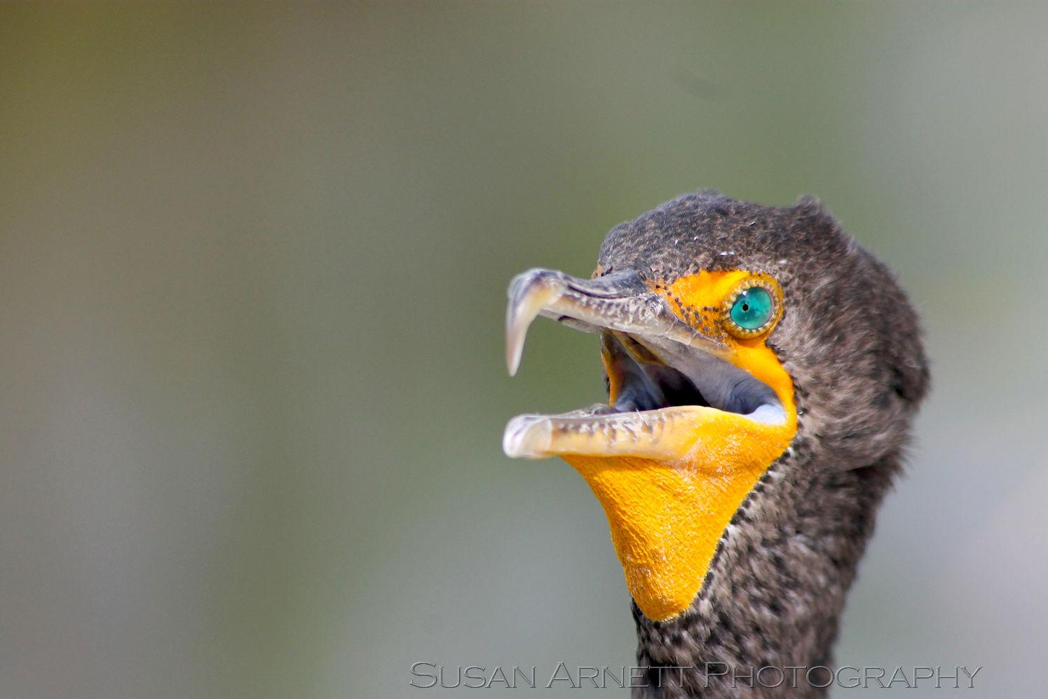 A cormorant rests in the sun in the Florida Everglades, showing of their bright blue eyes and yellow beak.