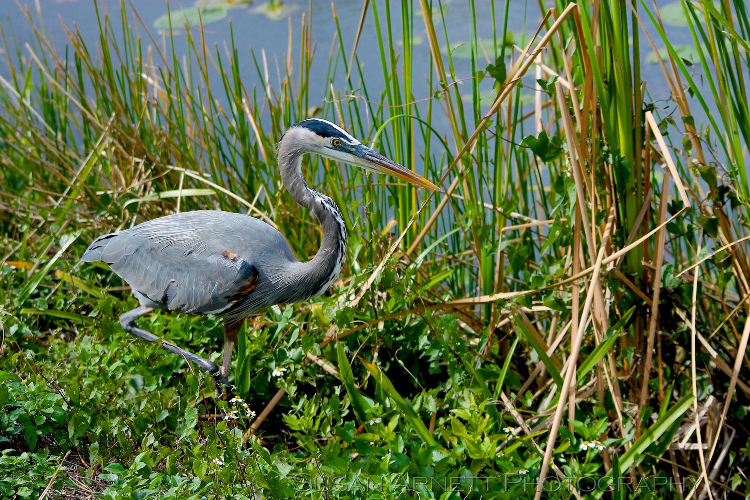 A Great Blue Heron hunts in the Florida Everglades for its next meal.