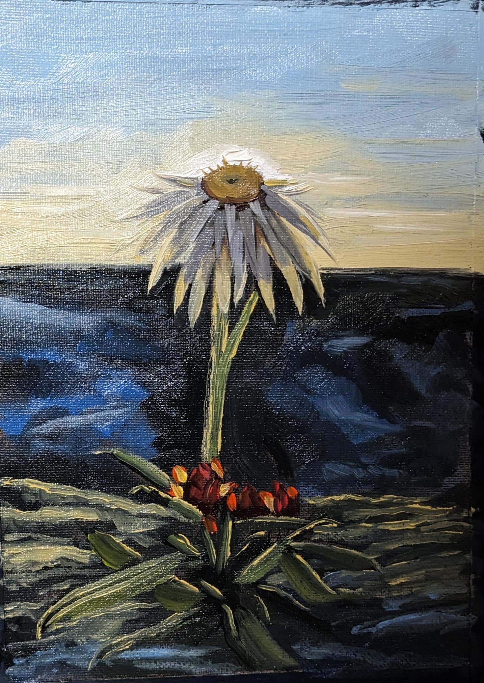 The sun setting in the desert catches the light through the petals in brilliant ways.