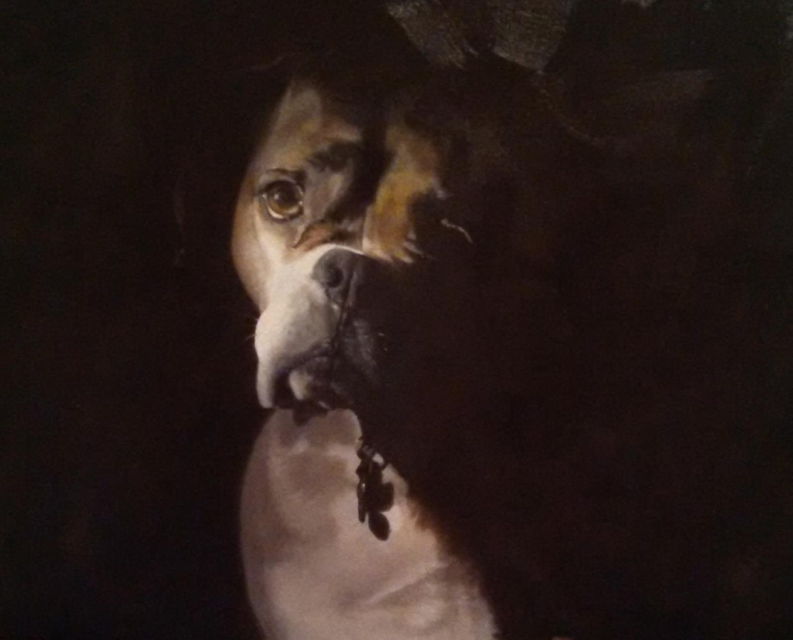 Portrait of Boxer