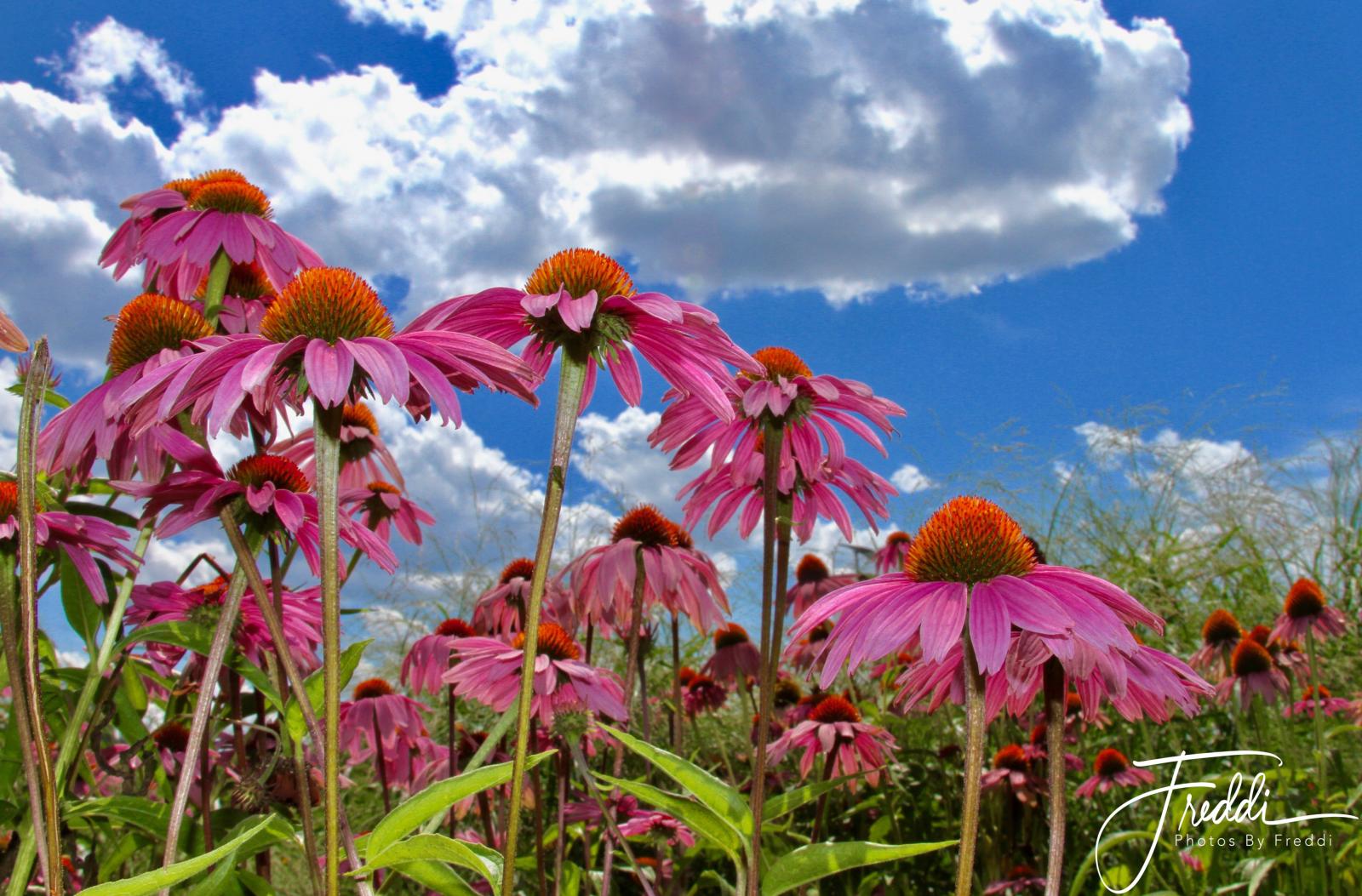 Photo taken at the Washington Harbour in Washington, DC  I love how the crisp blue skies and white clouds serve to set off the vibrant colors of the flowers and the greens of the leaves. 