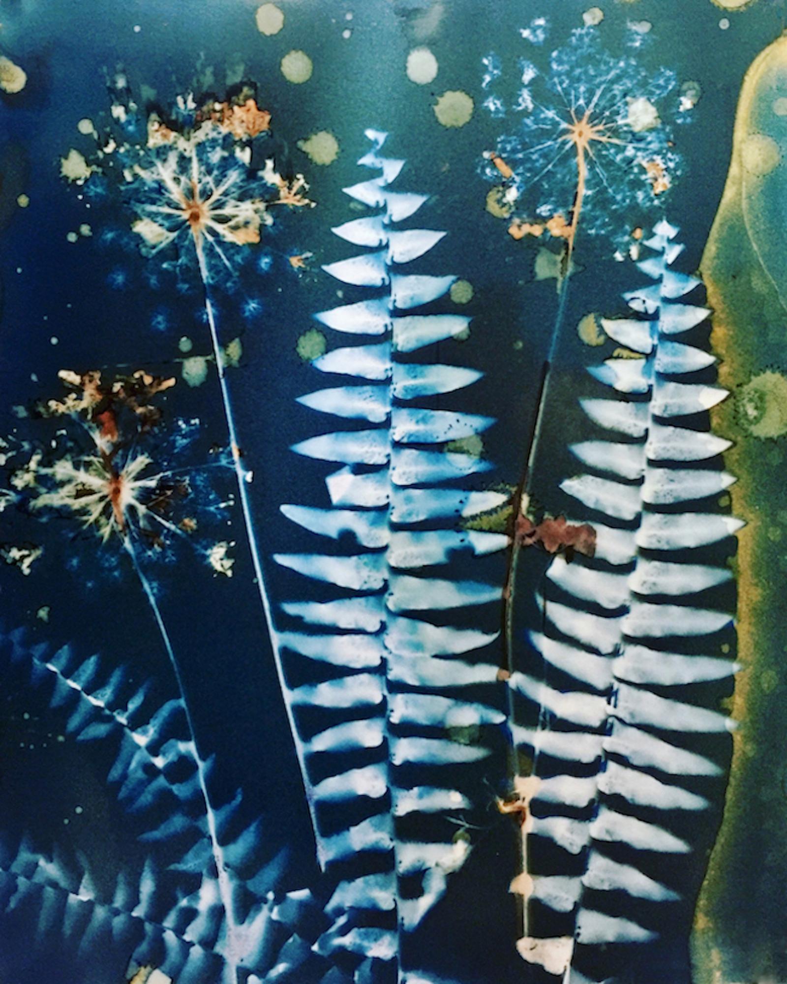 Modern Botanical. A cyanotype print, digitally layered and enhanced.