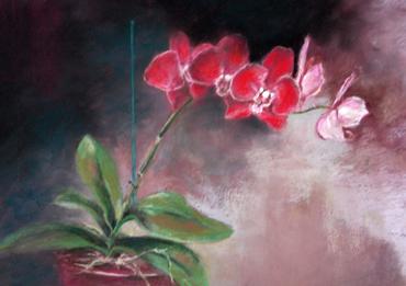 11x14 Pastel of a moth orchid flower on an abstract background