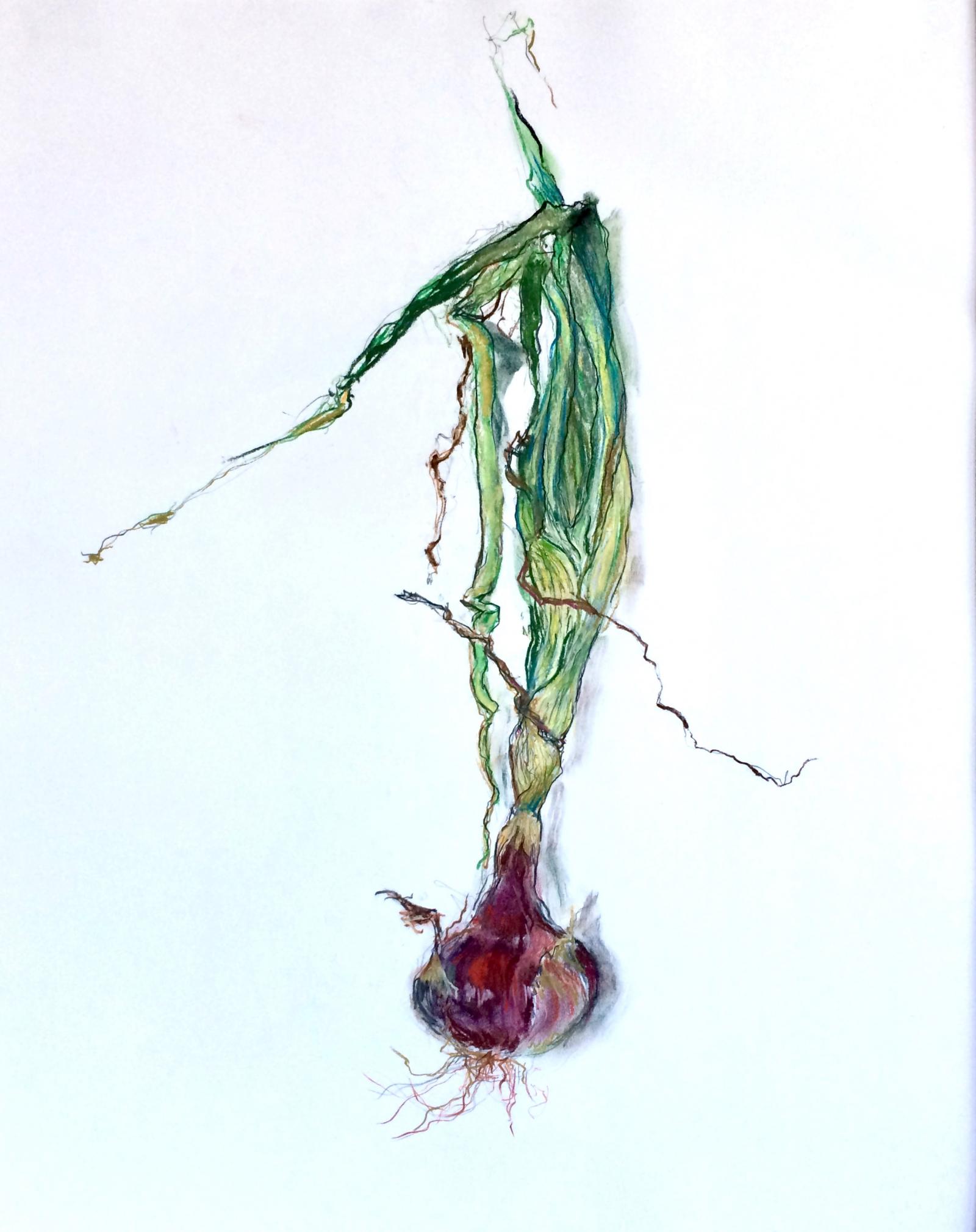 Pastel and charcoal drawing of a red onion from my garden