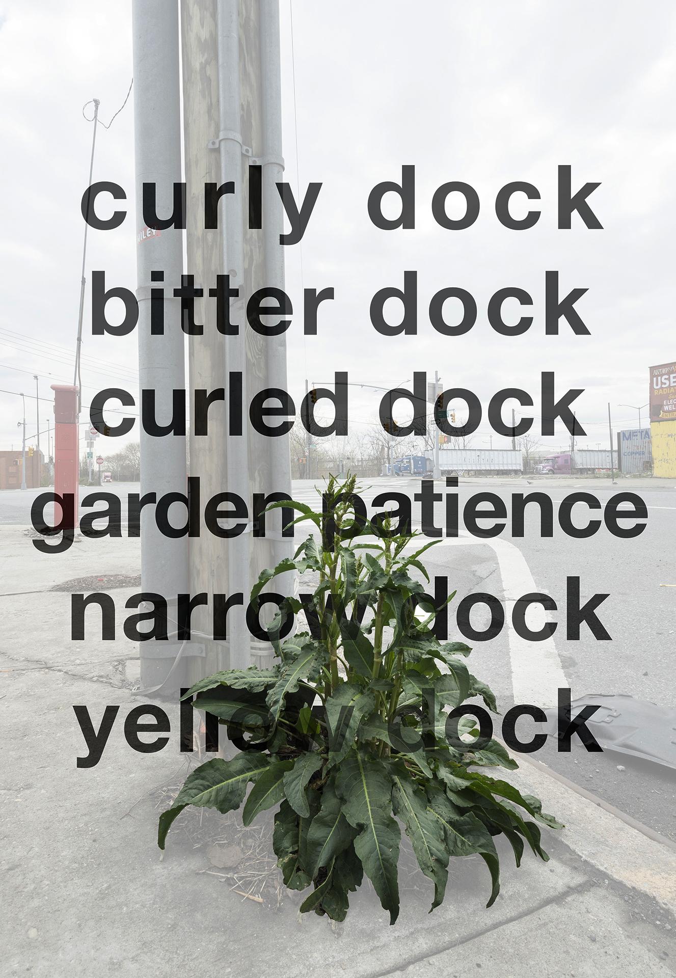 Uncultivated is a site-specific, scalable art project focused on wild plants within urban landscapes. The project draws attention to plant species that are typically rejected as weeds but which are able to thrive in the harsh conditions we have created in cities and are increasingly found around the world.
Poster for bus shelter