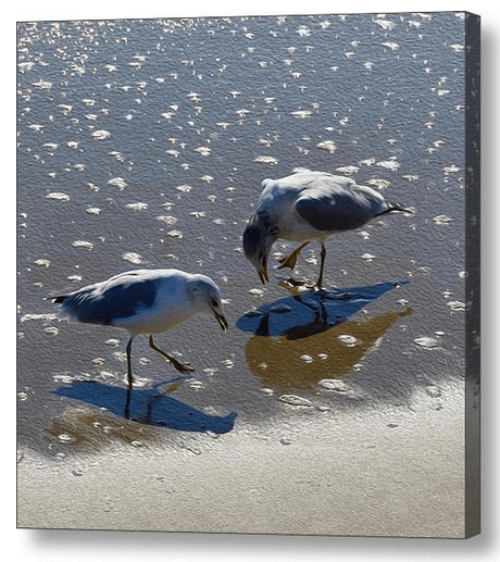 "If I could have one more sand dance with you, my love..." Sitting on a beach chair in the sand watching birds and other critters chasing the receding waves to search for tiny bites of other critters to eat -- a favorite pastime.
