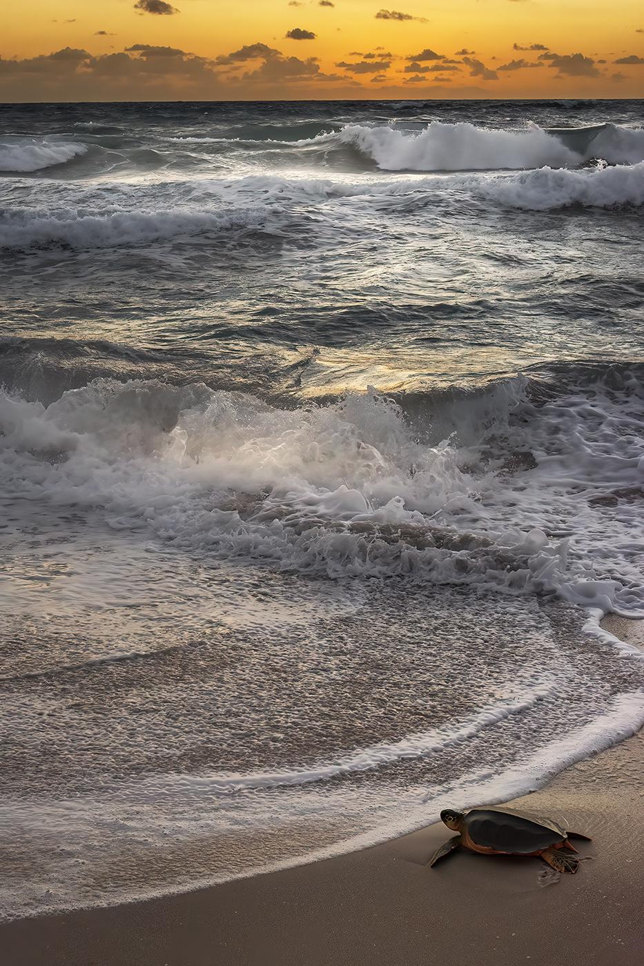 At dawn’s edge, a lone sea turtle begins its timeless journey into the restless surf — nature’s quiet testament to endurance and renewal.