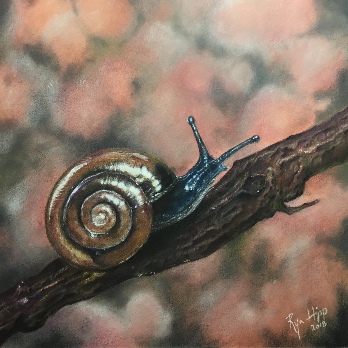 I found this little snail stuck to my front door shortly after one of our recent Maryland storms. Quite fascinated by him, I chose to use him as a subject in my next drawing.