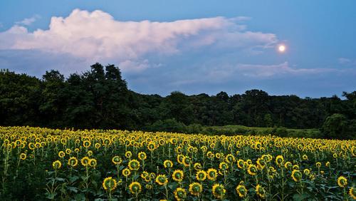Sunflowers florish in a large field in Poolesville, MD