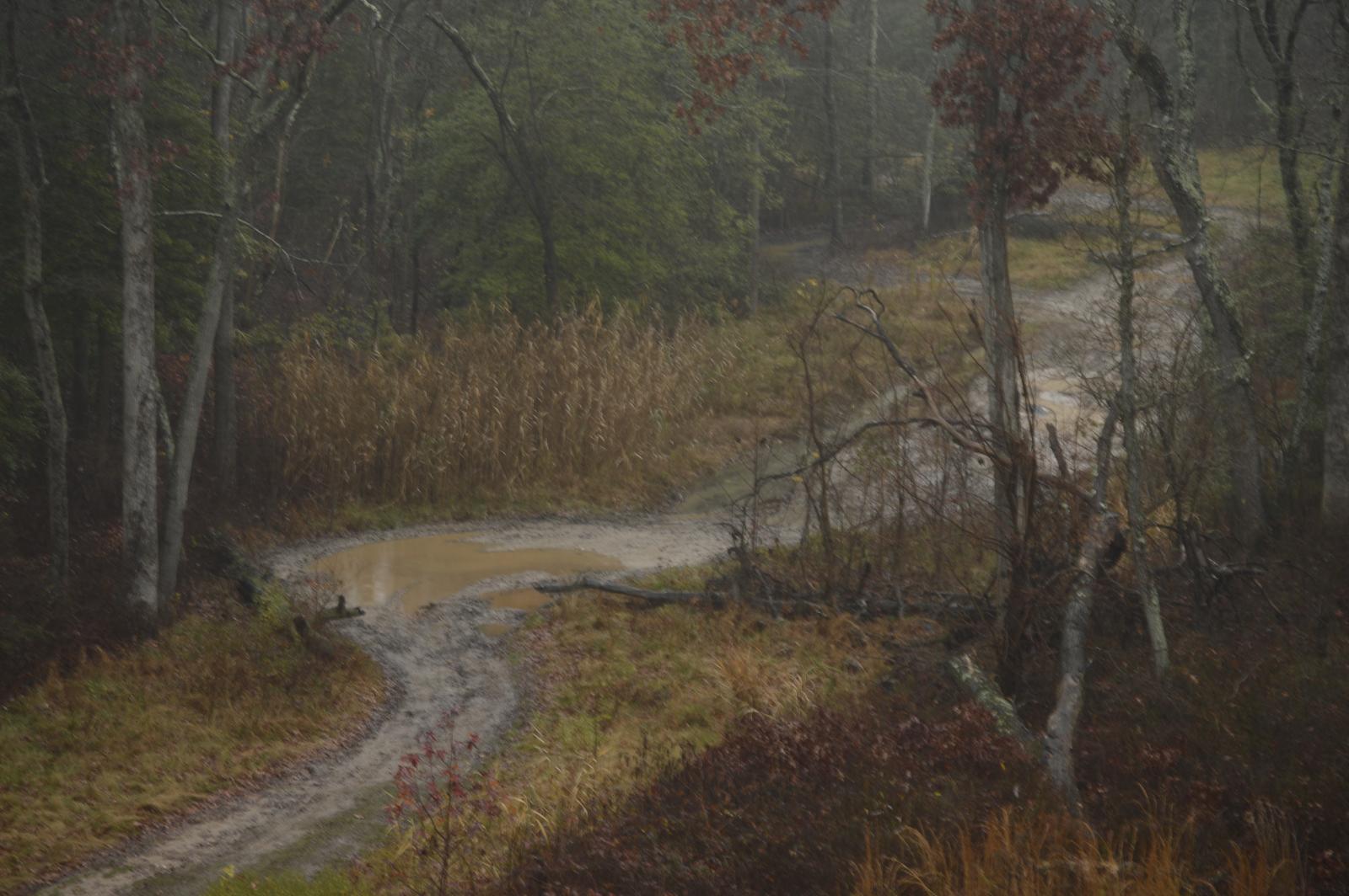 Color Digital Photograph made with a camera in Middle River, MD in a backwoods forest area off Crossroads Circle.