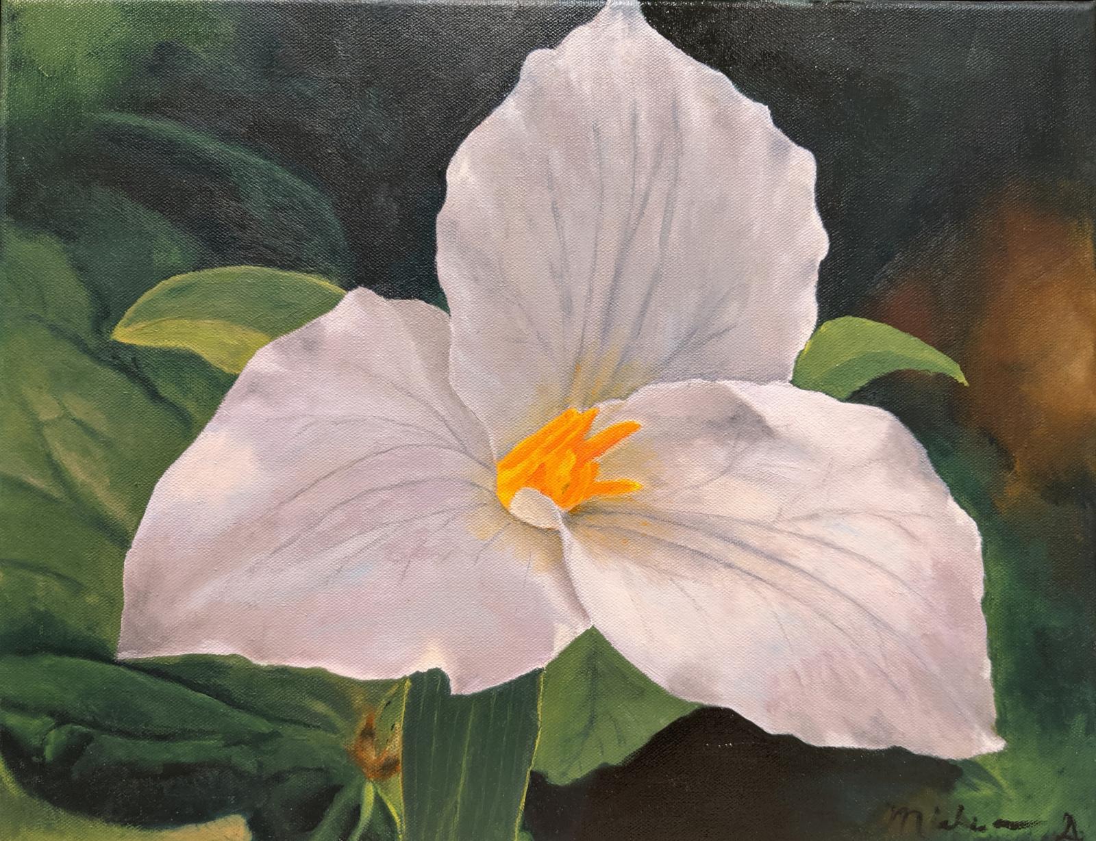 A perfect trillium growing in the forest.