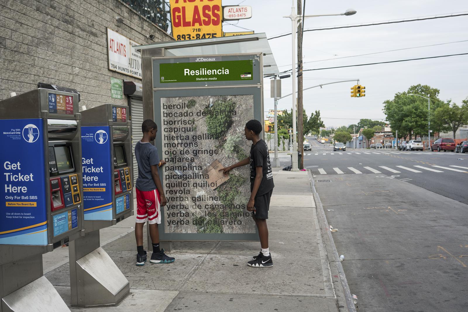 Uncultivated is a site-specific, scalable art project focused on wild plants within urban landscapes. The project draws attention to plant species that are typically rejected as weeds but which are able to thrive in the harsh conditions we have created in cities and are increasingly found around the world.
Documentation of site-specific poster for bus shelter, Bronx, NY