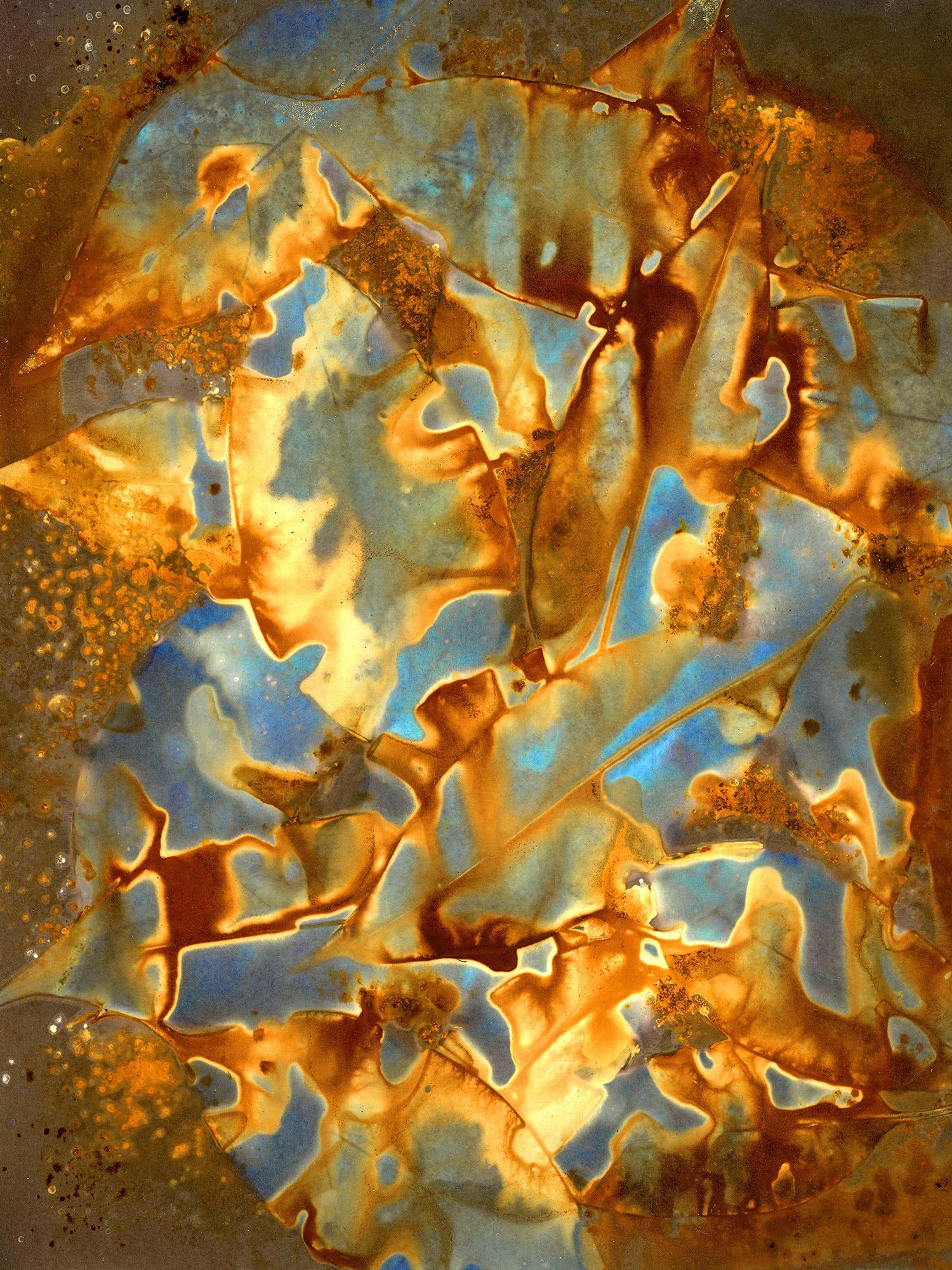 Wild plants choose the space in which they reside; they have memory, and they learn while domesticated plants grow and thrive based on the care and attention they receive. Indigenous botanist Robin Wall Kimmerer quantifies plants as “animated, living beings and as living beings they breathe, dance and preen”.  

The physical and mental practice is both scientific and poetic, an act of listening and reciprocity. Wade gathers plant materials and pigments with intention, allowing them to guide the work. The quest is to evoke a sense of place, not just as location, but as an ongoing symbiotic relationship.

Lumen prints are a cameraless photographic process involving old, often expired, black and white photographic paper and, in this work, organic materials, such as flowers, plants, and seaweed alongside household organic substances, examples include salt and tea, exposed in Sunlight for hours and even days.  The Sun reacts with and infiltrates the organic materials to produce image registration and colors in the black and white paper.  The original images, like the experiences, are temporary; continued exposure to the sun will result in the blackening or ‘burning’ of the paper.  In Wade’s process, the images are exposed, scanned immediately,  enlarged, and printed archivally on aluminum.