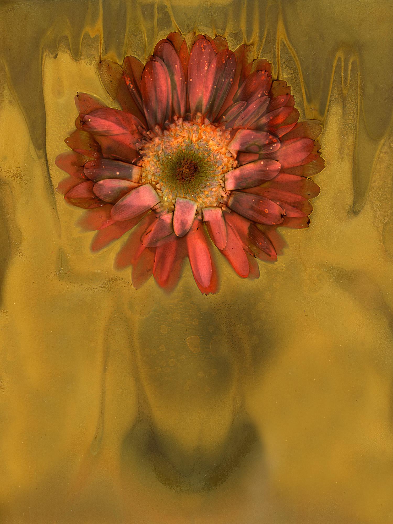 Wild plants choose the space in which they reside; they have memory, and they learn while domesticated plants grow and thrive based on the care and attention they receive. Indigenous botanist Robin Wall Kimmerer quantifies plants as “animated, living beings and as living beings they breathe, dance and preen”.  

The physical and mental practice is both scientific and poetic, an act of listening and reciprocity. Wade gathers plant materials and pigments with intention, allowing them to guide the work. The quest is to evoke a sense of place, not just as location, but as an ongoing symbiotic relationship.

Lumen prints are a cameraless photographic process involving old, often expired, black and white photographic paper and, in this work, organic materials, such as flowers, plants, and seaweed alongside household organic substances, examples include salt and tea, exposed in Sunlight for hours and even days.  The Sun reacts with and infiltrates the organic materials to produce image registration and colors in the black and white paper.  The original images, like the experiences, are temporary; continued exposure to the sun will result in the blackening or ‘burning’ of the paper.  In Wade’s process, the images are exposed, scanned immediately,  enlarged, and printed archivally on aluminum.