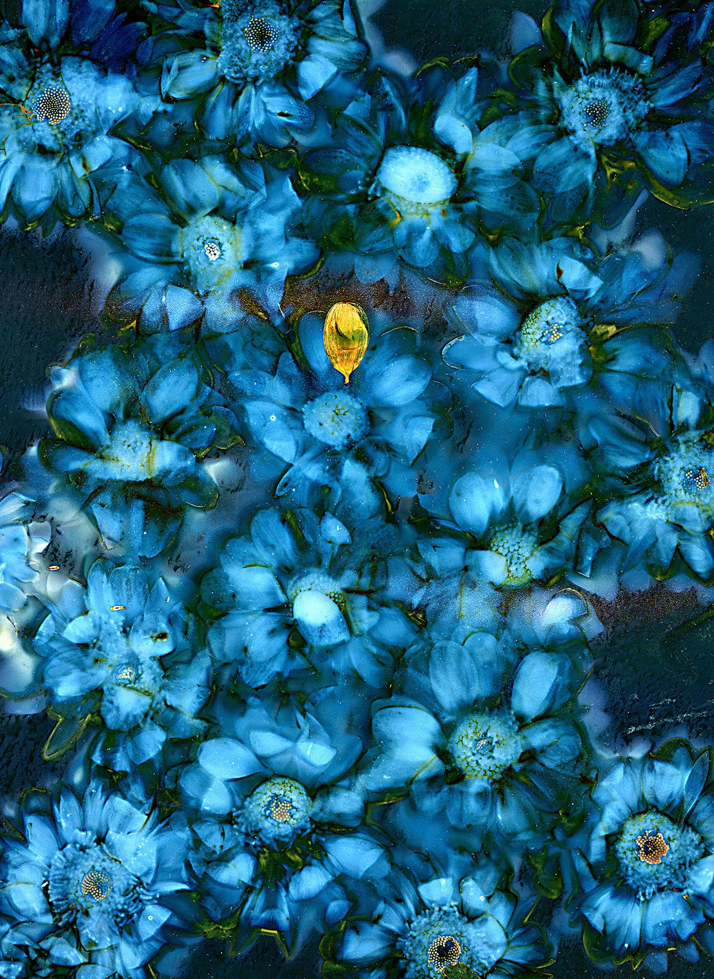 Wild plants choose the space in which they reside; they have memory, and they learn while domesticated plants grow and thrive based on the care and attention they receive. Indigenous botanist Robin Wall Kimmerer quantifies plants as “animated, living beings and as living beings they breathe, dance and preen”.  

The physical and mental practice is both scientific and poetic, an act of listening and reciprocity. Wade gathers plant materials and pigments with intention, allowing them to guide the work. The quest is to evoke a sense of place, not just as location, but as an ongoing symbiotic relationship.

Lumen prints are a cameraless photographic process involving old, often expired, black and white photographic paper and, in this work, organic materials, such as flowers, plants, and seaweed alongside household organic substances, examples include salt and tea, exposed in Sunlight for hours and even days.  The Sun reacts with and infiltrates the organic materials to produce image registration and colors in the black and white paper.  The original images, like the experiences, are temporary; continued exposure to the sun will result in the blackening or ‘burning’ of the paper.  In Wade’s process, the images are exposed, scanned immediately,  enlarged, and printed archivally on aluminum.