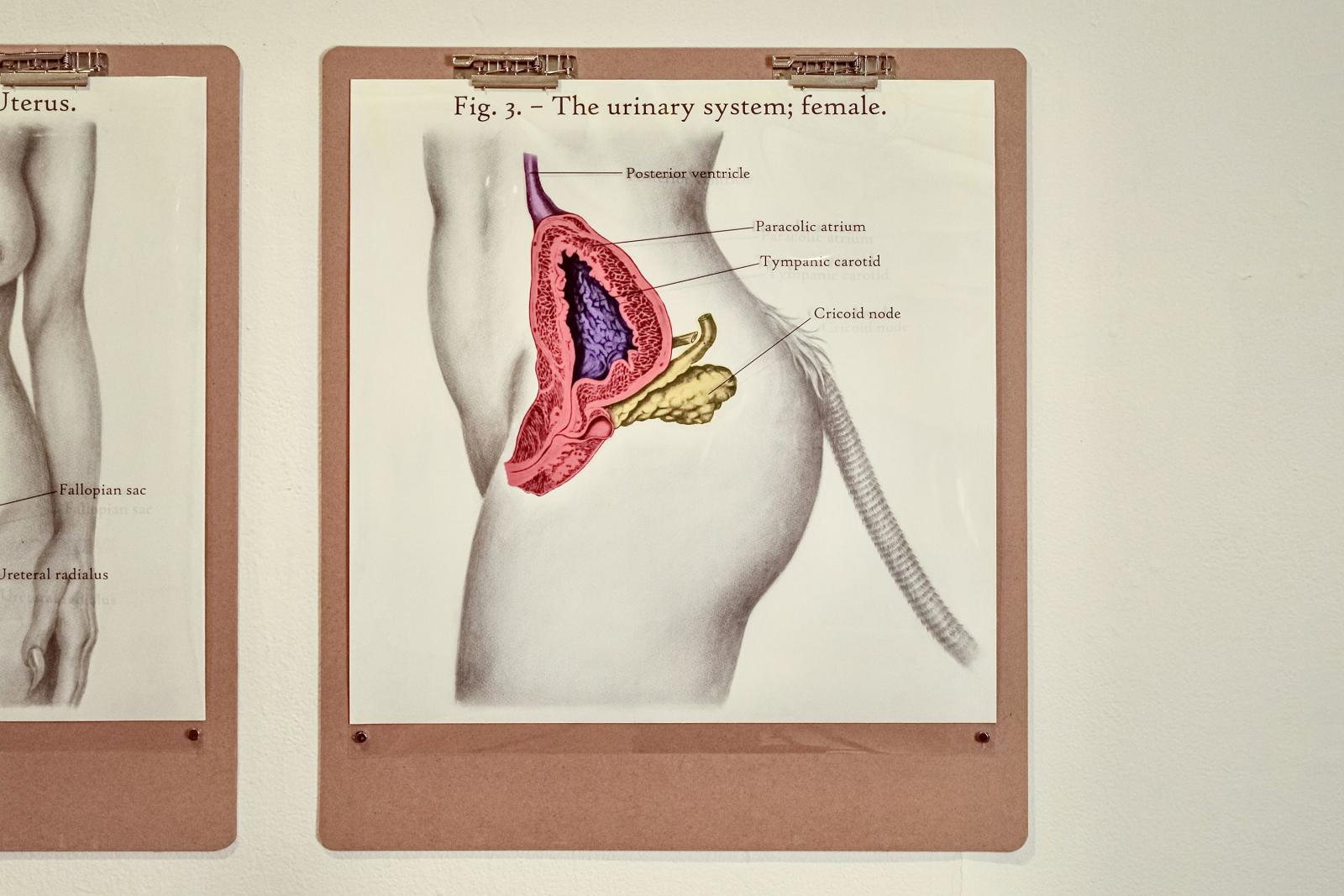 I felt it was important to make this piece the final of the three in my series A Comprehensive Guide to the Female Body because it addresses both the discourse surrounding the representation of women in clinical trials (like the rat head in Fig. 1., the rat tail is obvious animal imagery being combined with feminine features) and the idea that information being released to the public about our bodies may not always be fully researched (which is conveyed via the misplaced anatomical imagery with accompanying labels). Essentially, it sums up the whole meaning behind my project and creates a clear link between the first two pieces in the triptych.