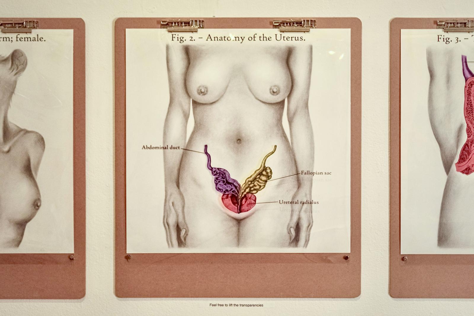In the second piece of my series A Comprehensive Guide to the Female Body, I continued the trend of melding animal and human features together, but I purposefully made the traits of the former a bit more subtle in order to bring attention to the anatomical imagery centered within the picture plane. The bright colored transparencies laid on top of each piece also serve to highlight said imagery; great emphasis is being placed upon the lie presented to the viewer, but due to the ethos established by the textbook style labels and appropriated elements, it can be easy to take the diagram at face value.