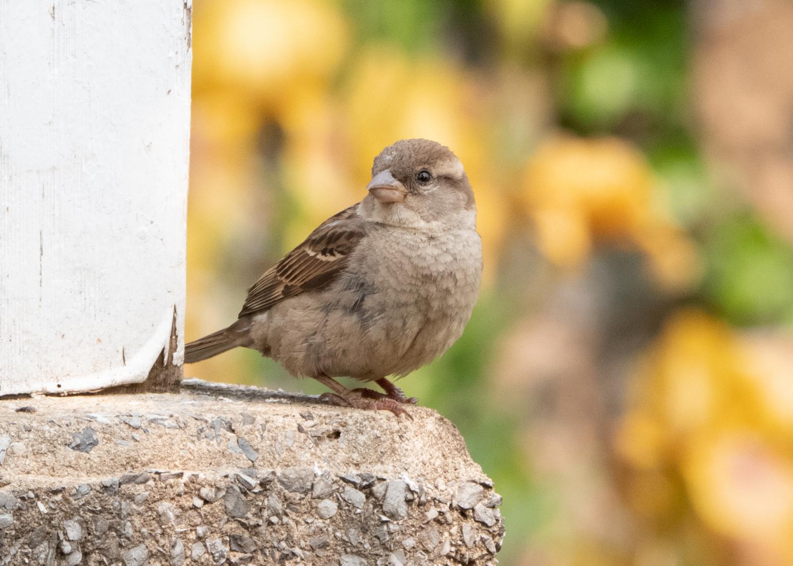 This is a photograph that was taken in my parent's backyard and retouched in Adobe Lightroom. Photos that are on sale can be located at Adobe Stock Images.
https://stock.adobe.com/contributor/211235967/Jean