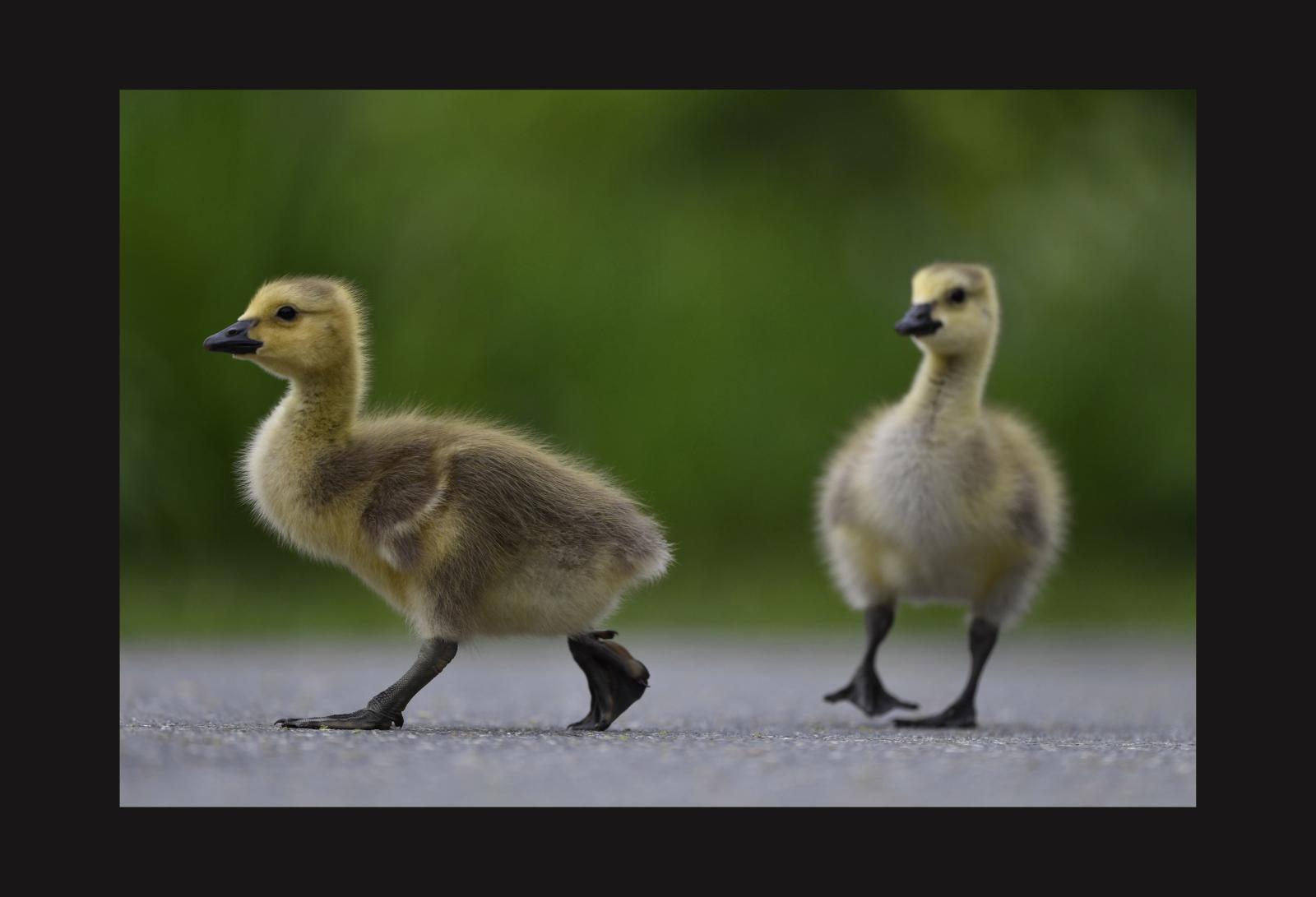 2 Canada Geese Goslings, one walking away while the other appears to make a pun about it's name 