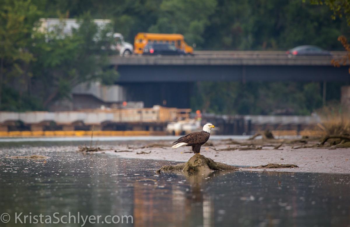 Photo of bald eagle on the Anacostia River, where the species was once extirpated.
