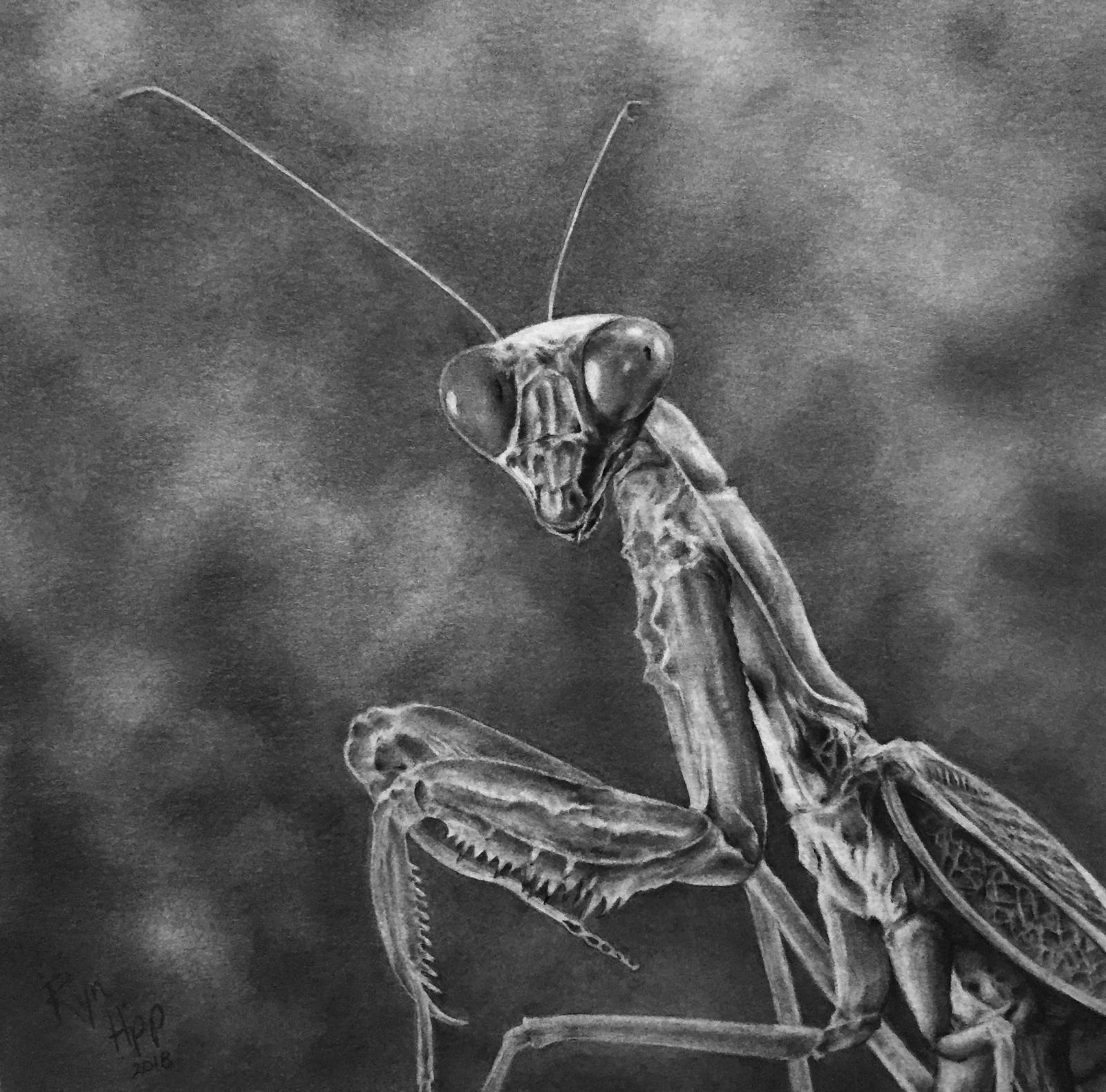 To date, "Of Dreams" has been my absolute favorite drawing to create.  I had such fun focusing on and drawing the details of this little character.  Shortly after beginning the new year, an acquaintance offered me the opportunity to raise a tiny praying mantis nymph, as her Christmas tree had apparently housed a nest of them.  Although not eager to keep an insect as a pet, I saw this as an opportunity to eventually take some pretty unique reference photos.  When I acquired Mitch (yes, I named my praying mantis Mitch), he wasn't in good health and was refusing to eat.  Sadly he didn't make it through the day.  However, I had a newfound interest and, thanks to a talented photographer, was able to create my vision.

Through my artwork, I seek to express the grace and reality of our earthly existence.  While working in a realistic style allows me to highlight the raw and factual nature of my chosen subjects, my compositional choices bring focus to the delicate and charming qualities of the smallest, least alluring, or seemingly insignificant members of our planet.  I aim to spark my viewers’ sense of fascination and inspire a humbled perspective through the realization of how intentionally complex our world is.